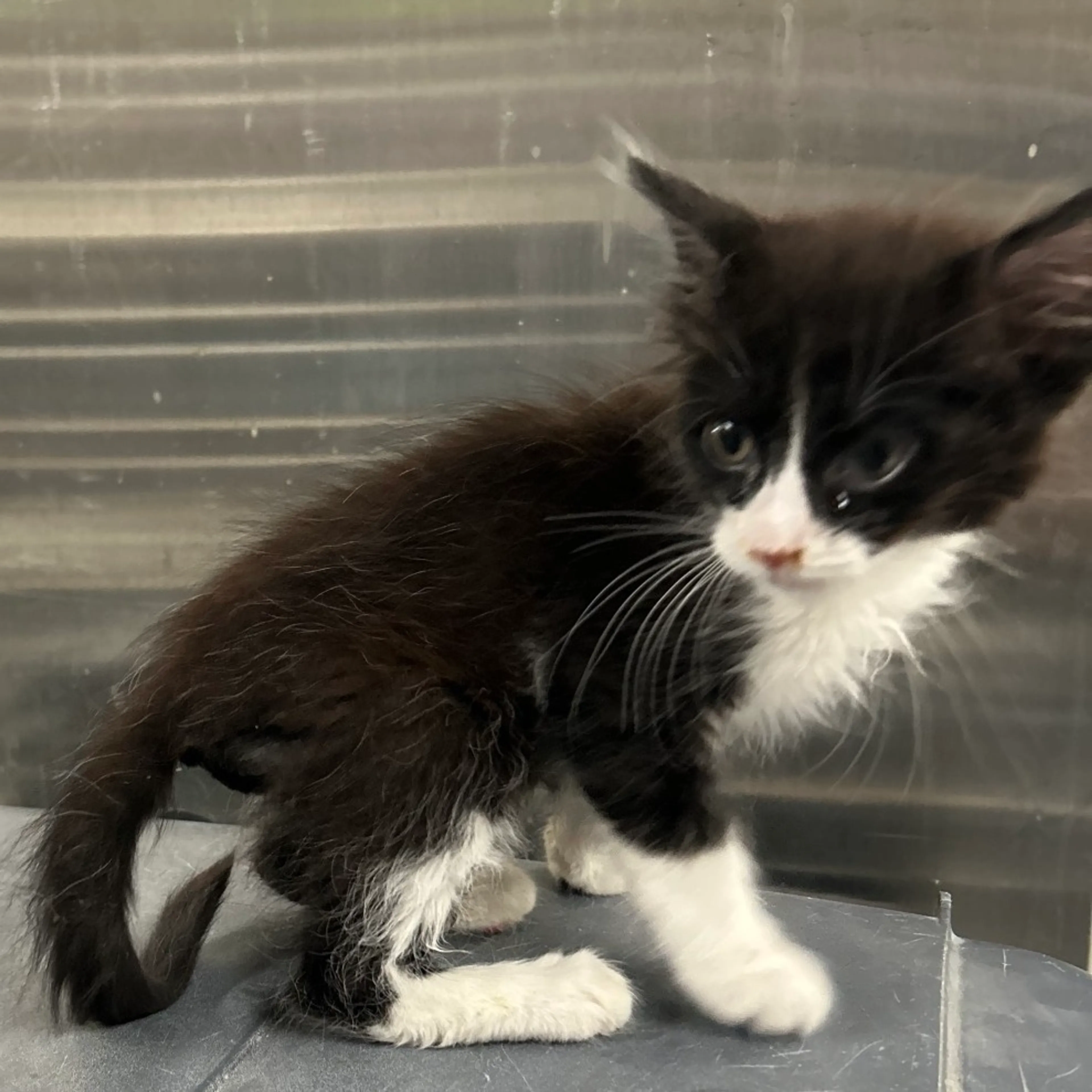 Found pet-3