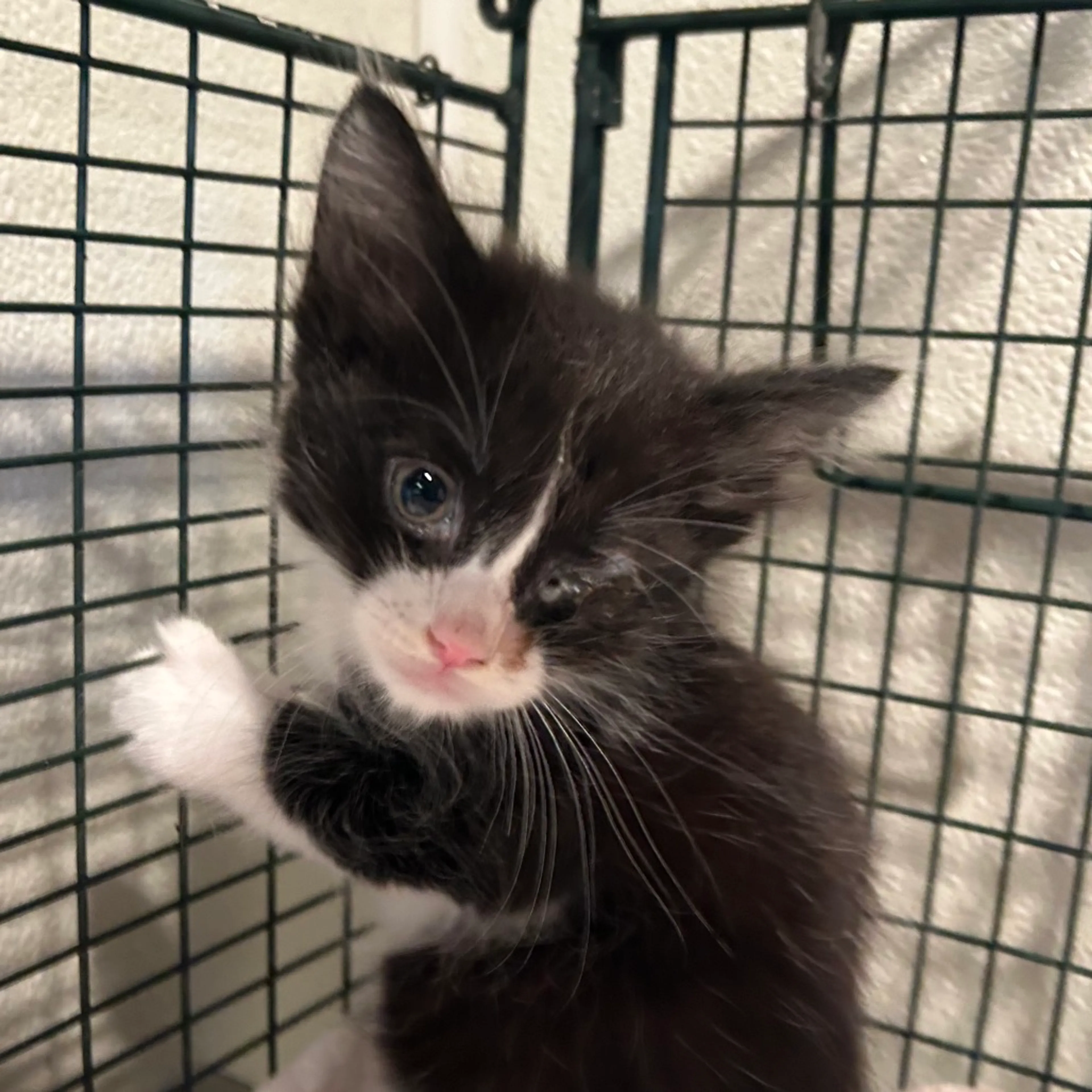Found pet-1