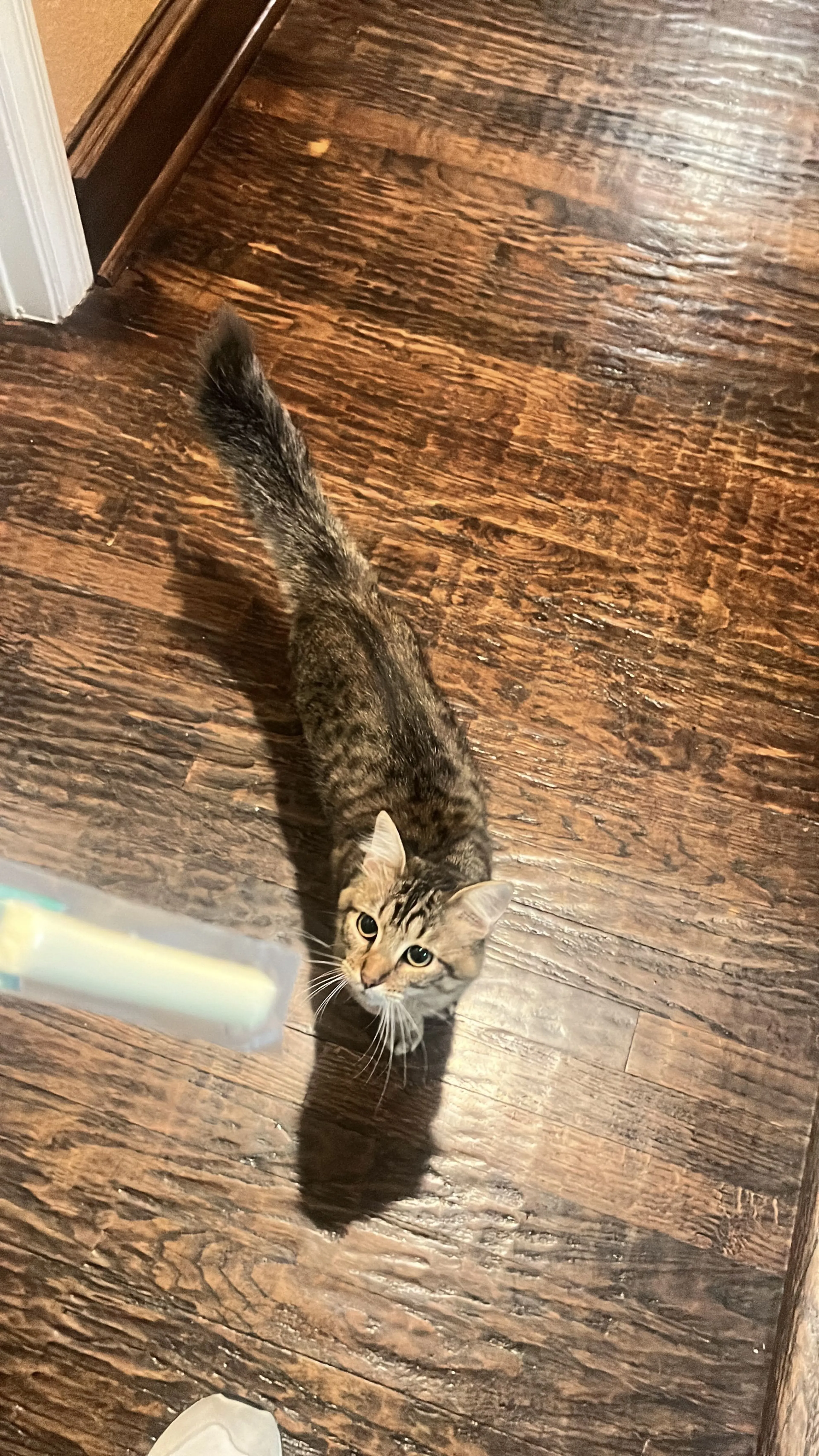 Lost pet-1