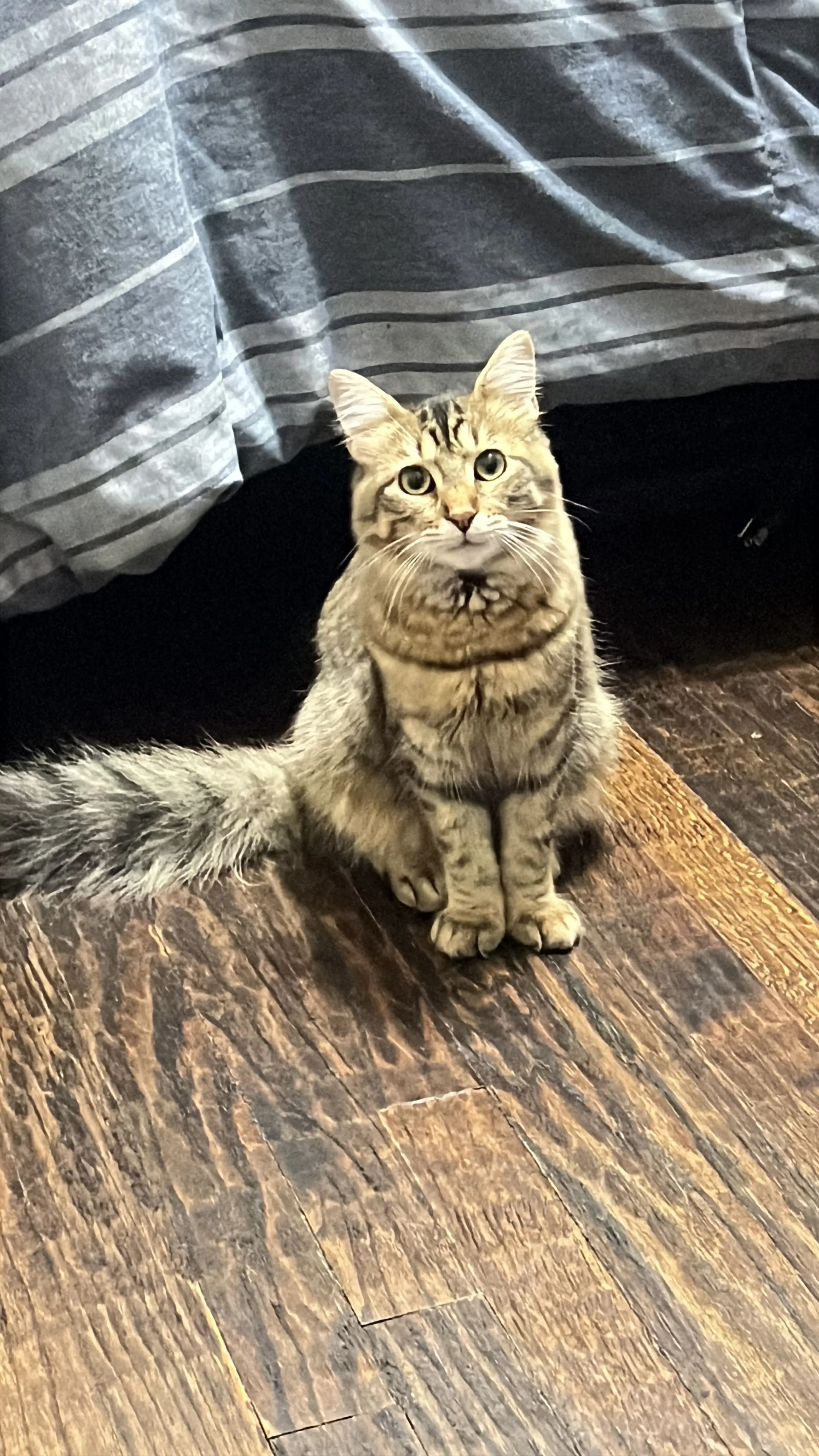 Lost pet-2