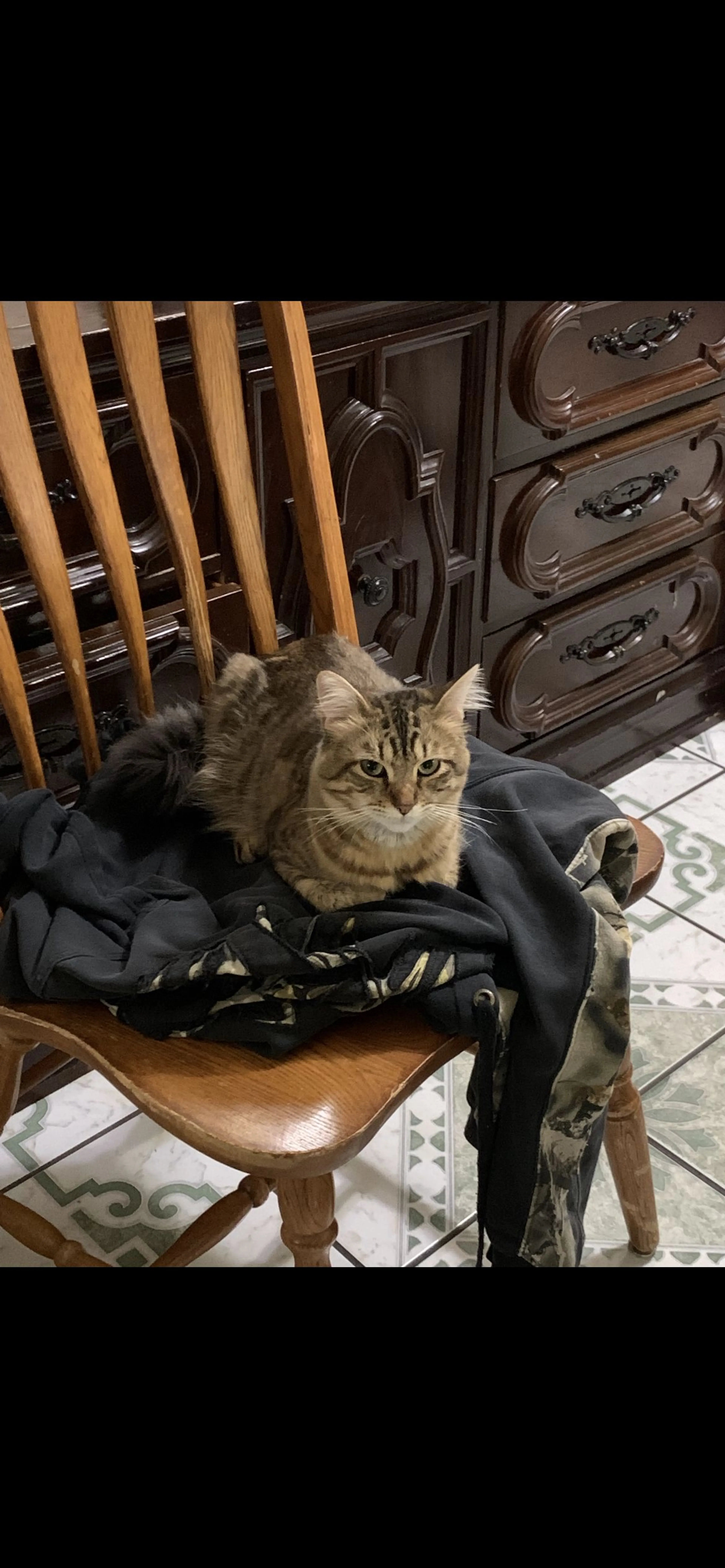 Lost pet-0