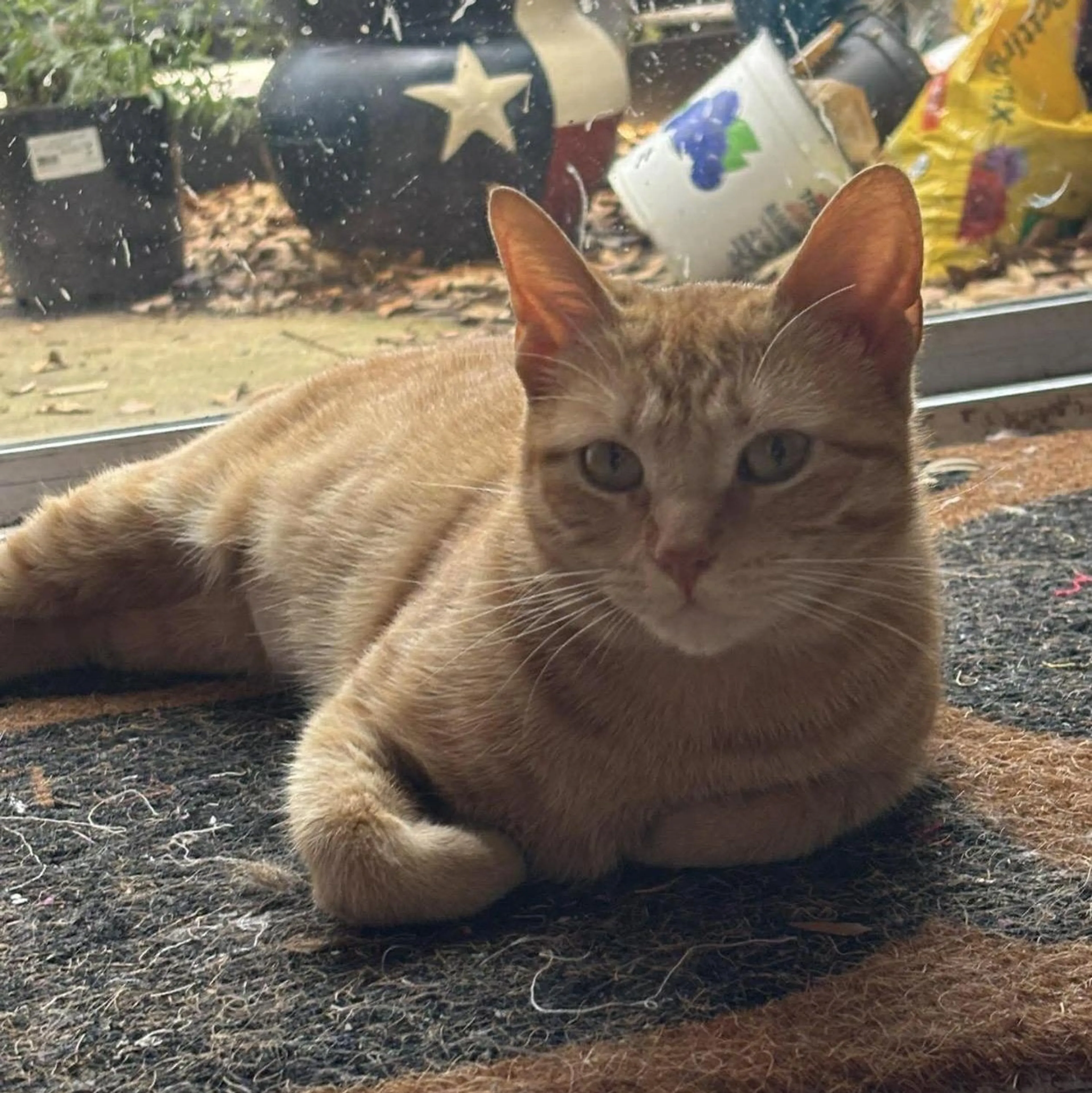 Found pet-1