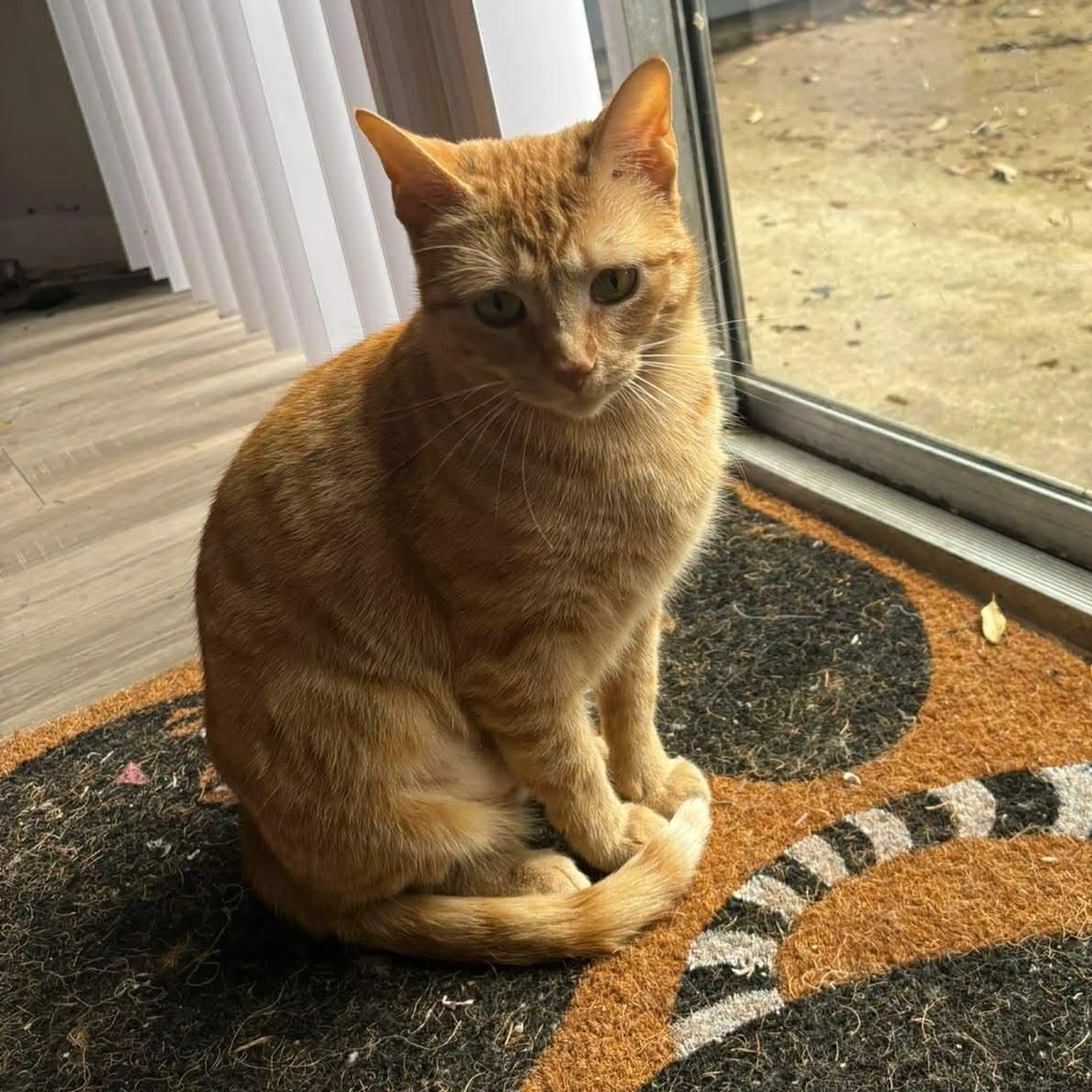 Found pet-0