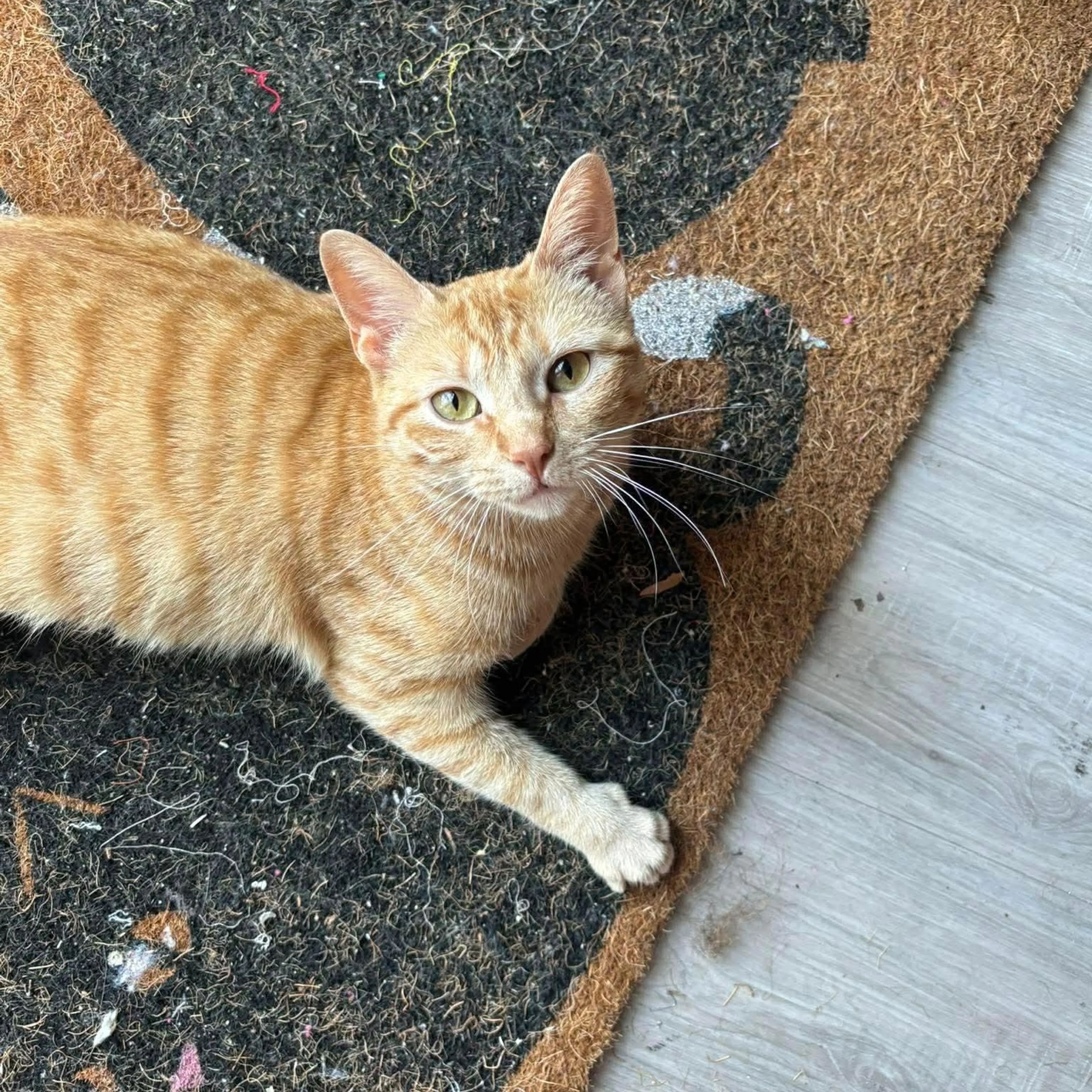 Found pet-2