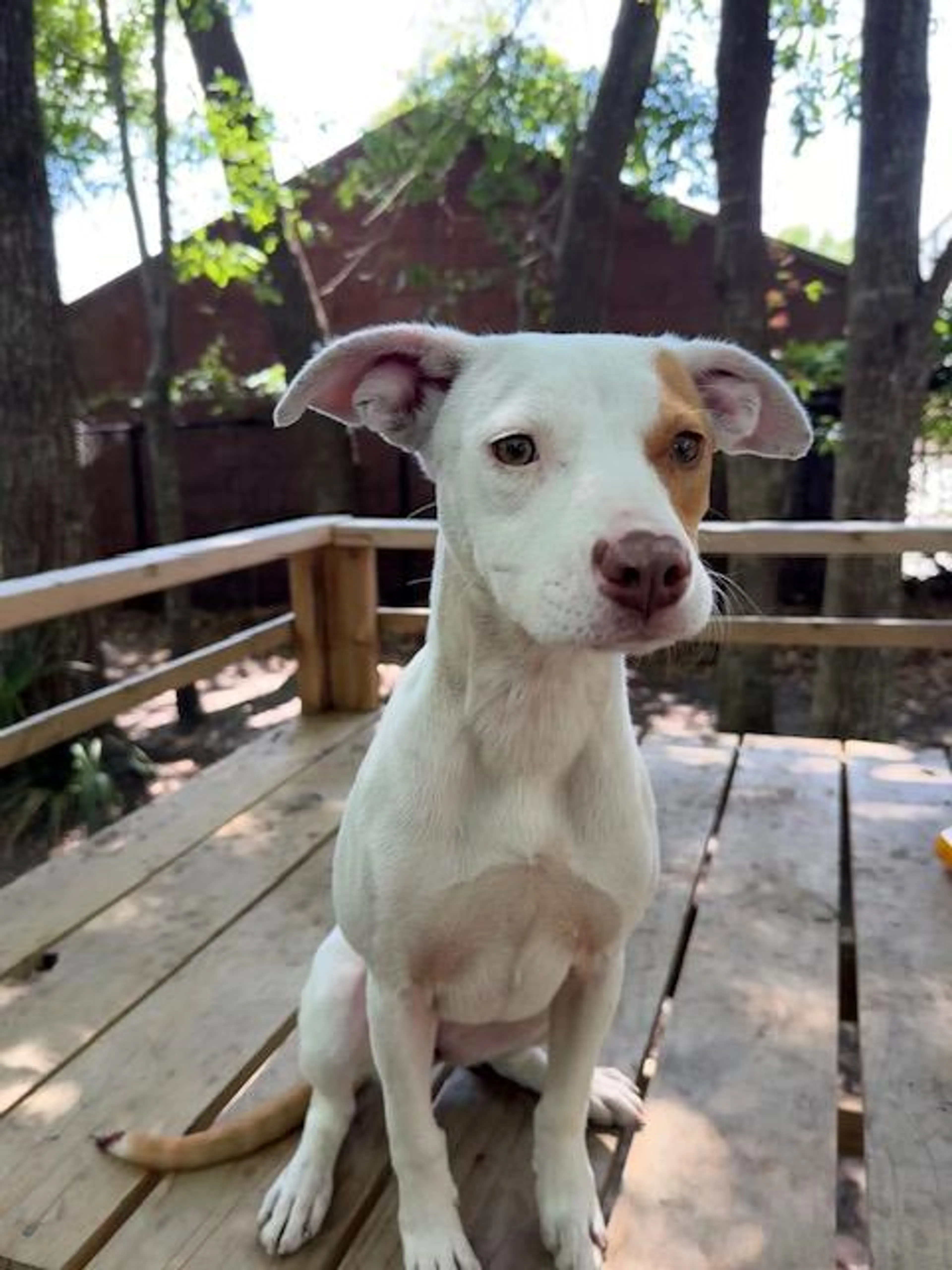 Found pet-1