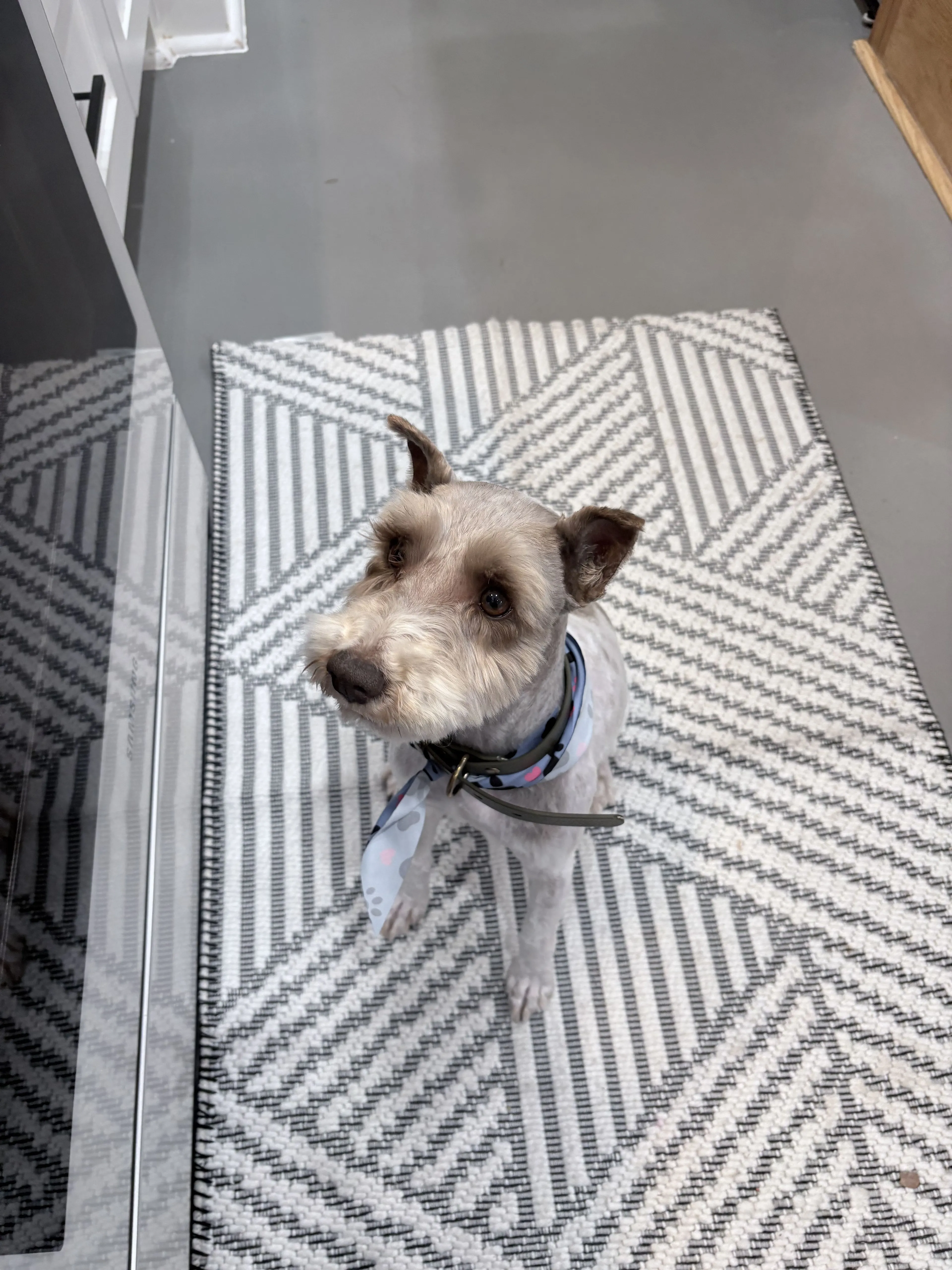 Lost pet-1