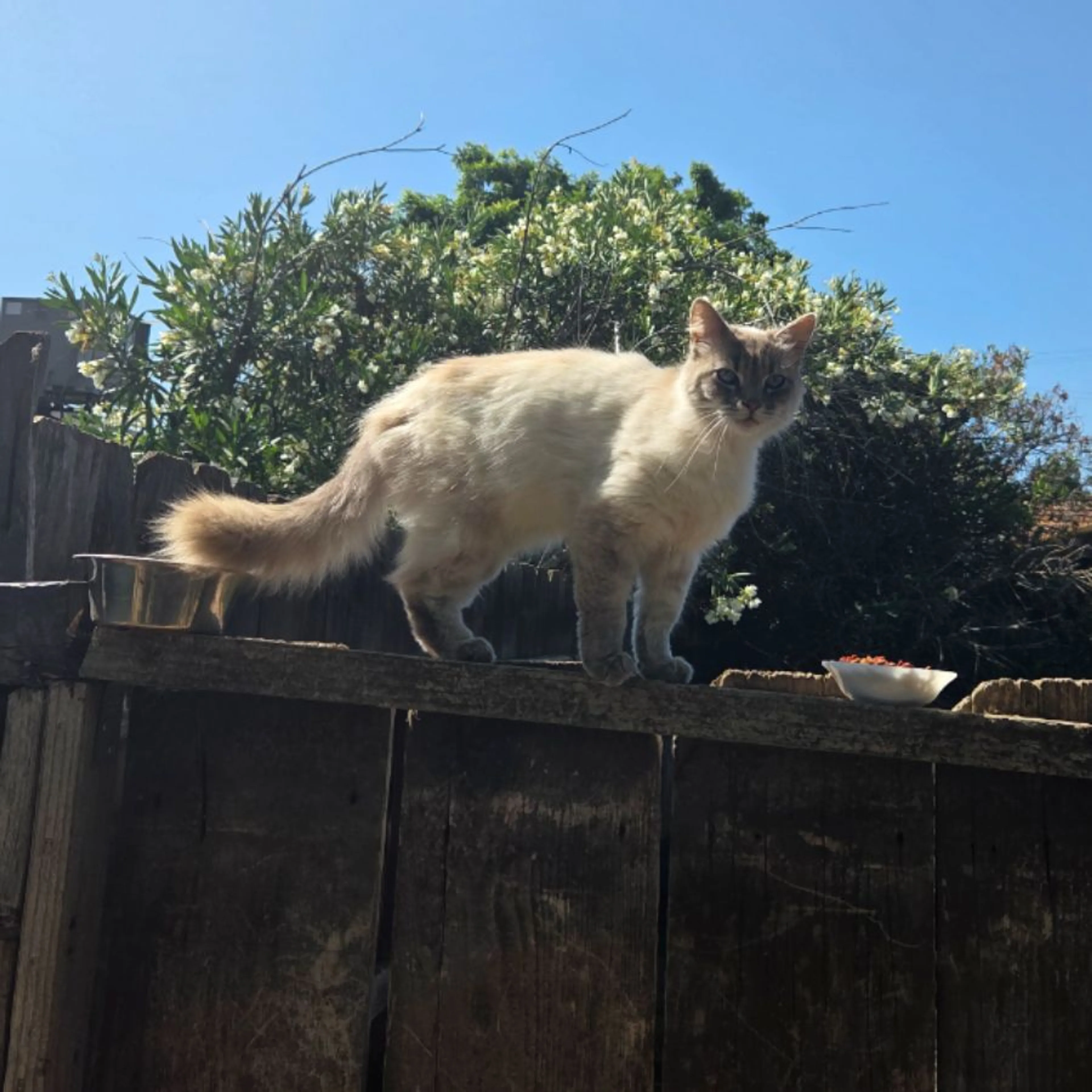 Found pet-0