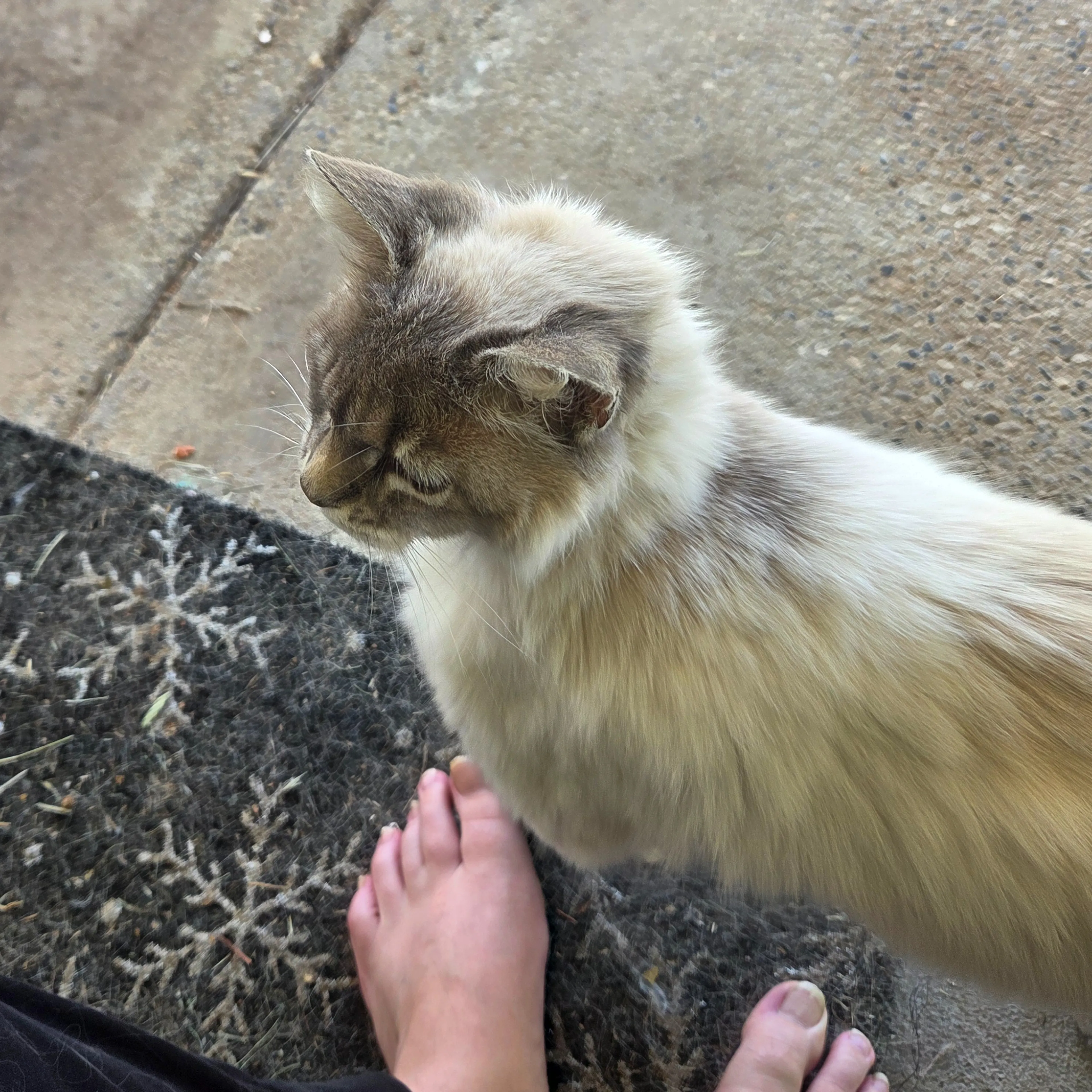 Found pet-3