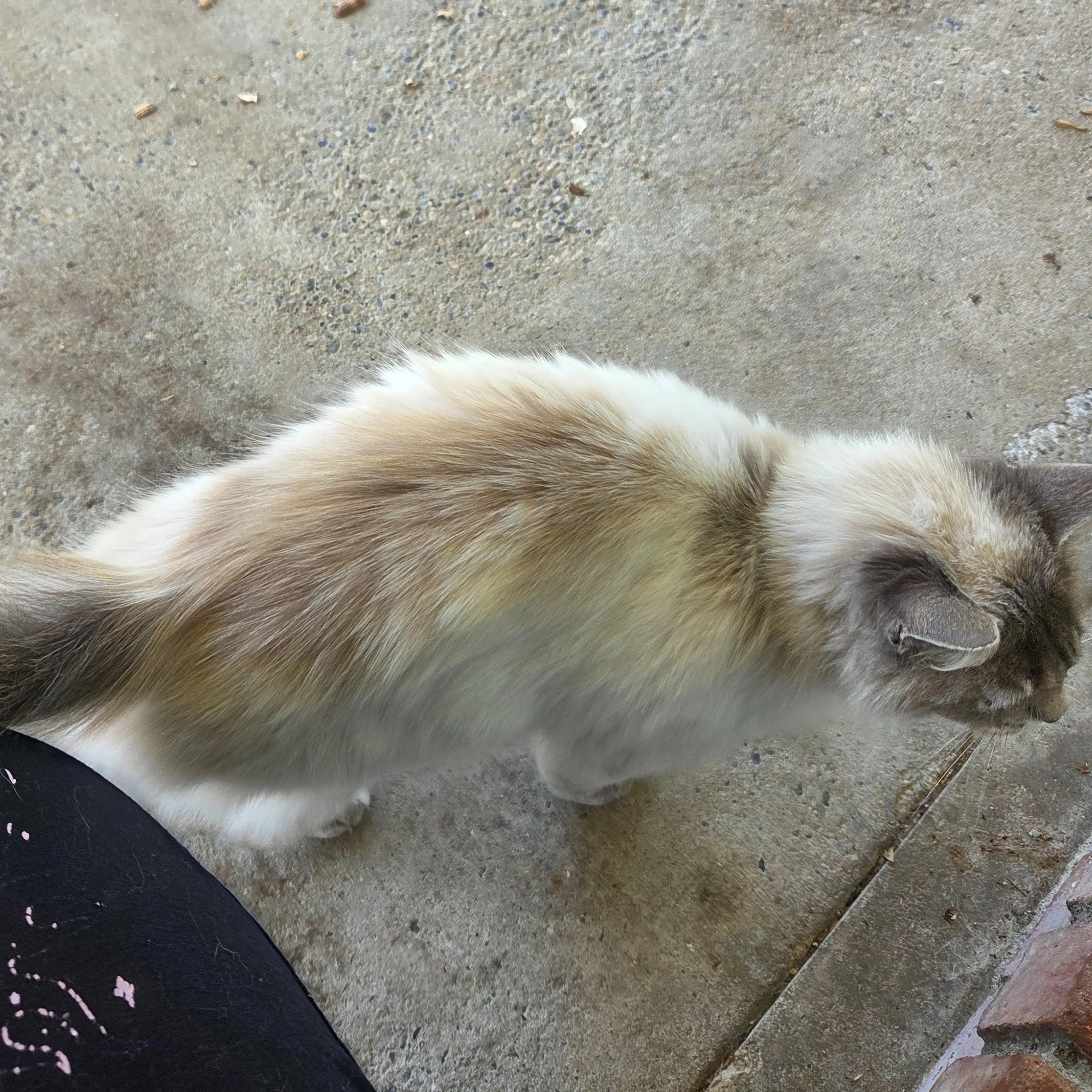 Found pet-1