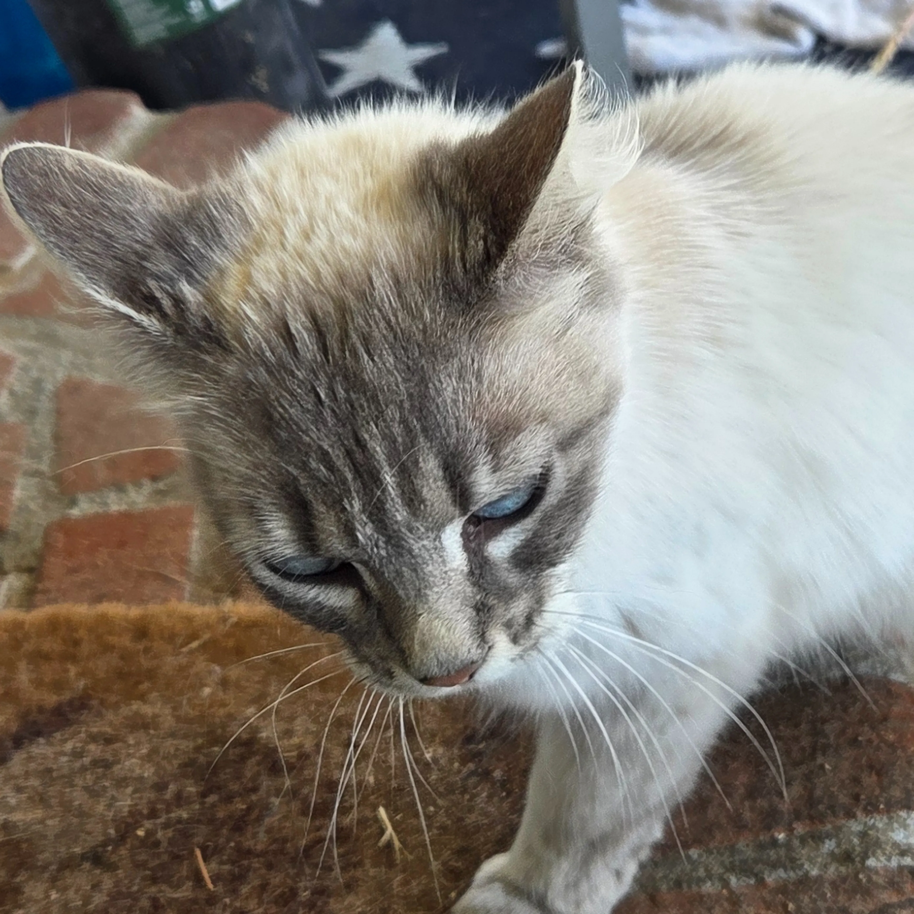 Found pet-2