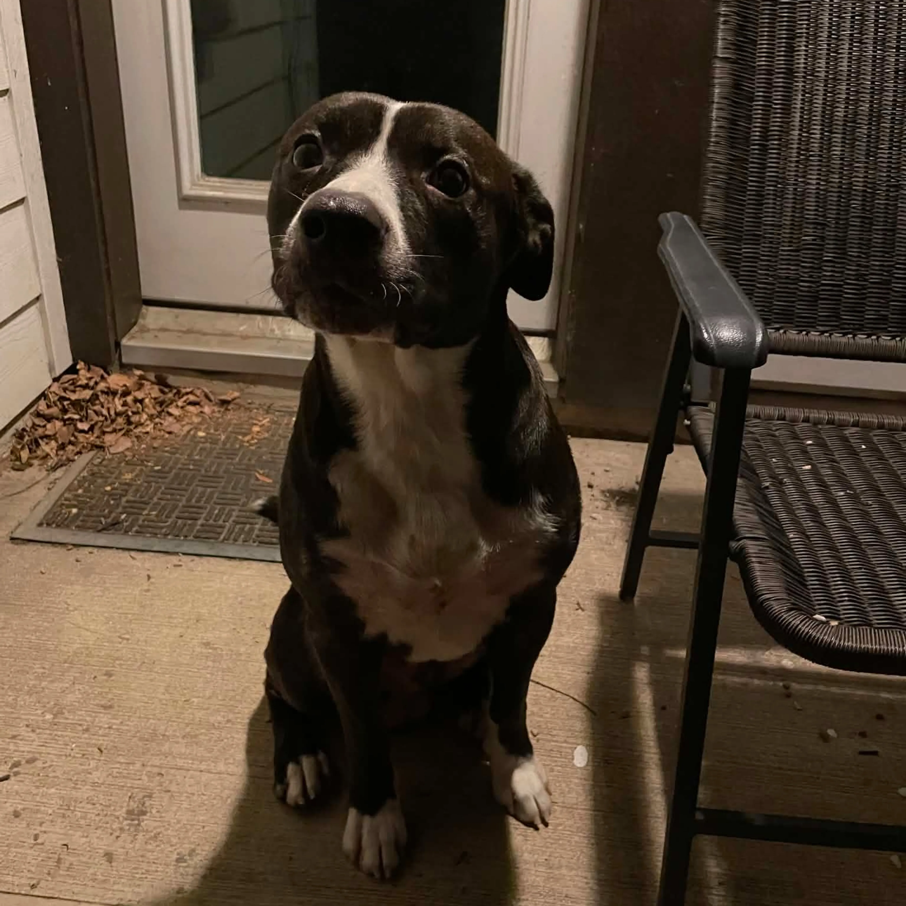 Found pet-1