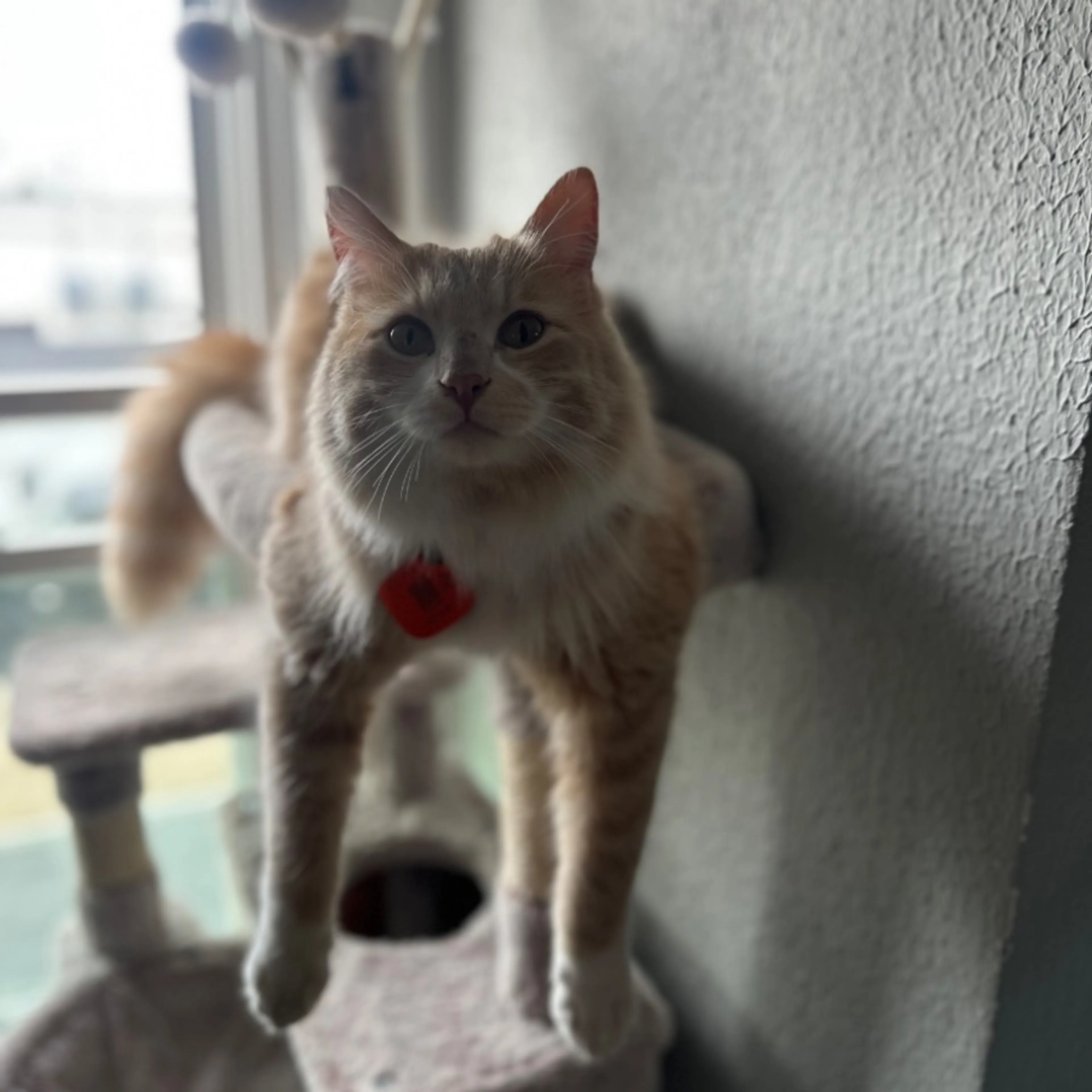 Lost pet