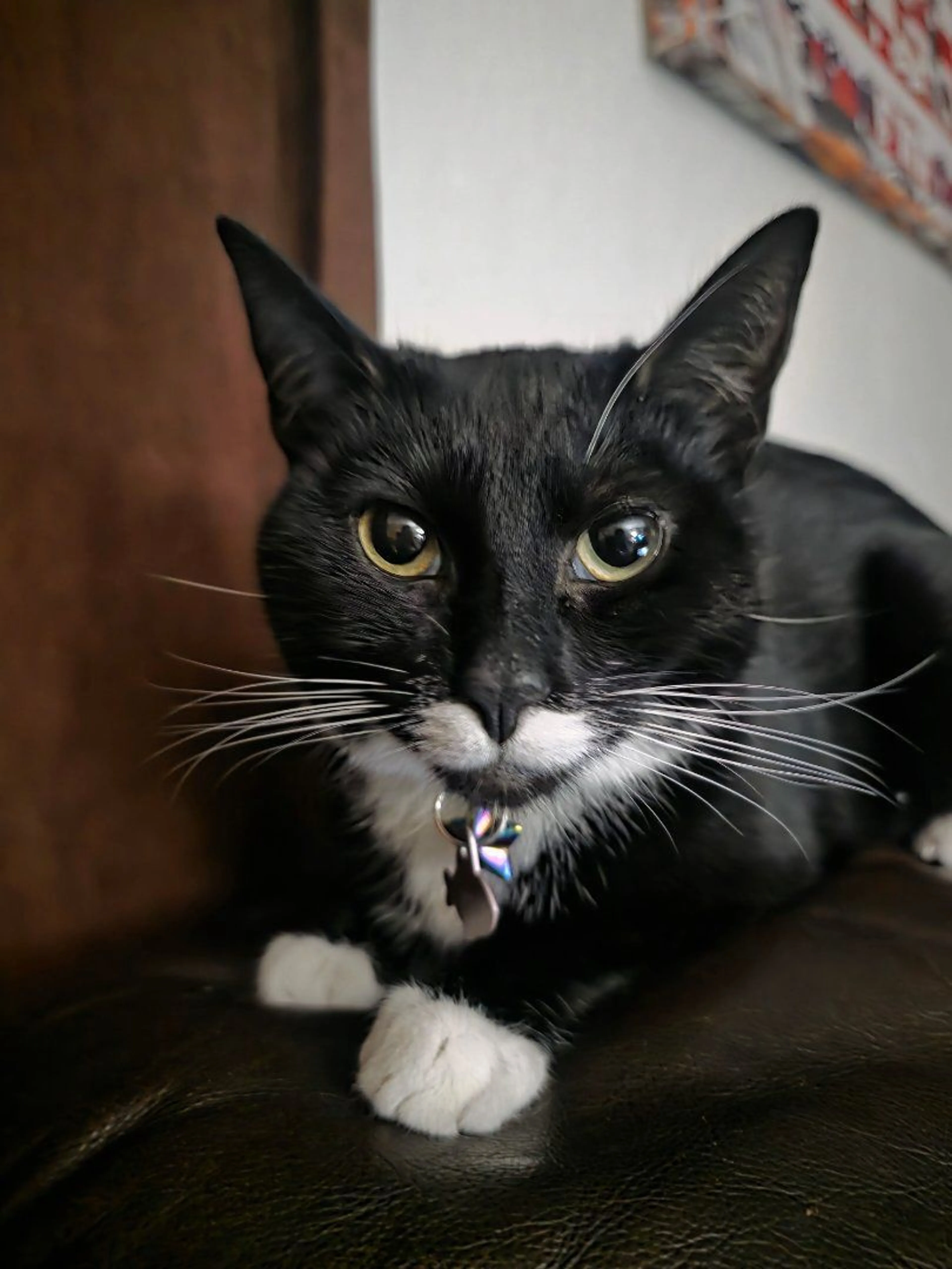 Lost pet