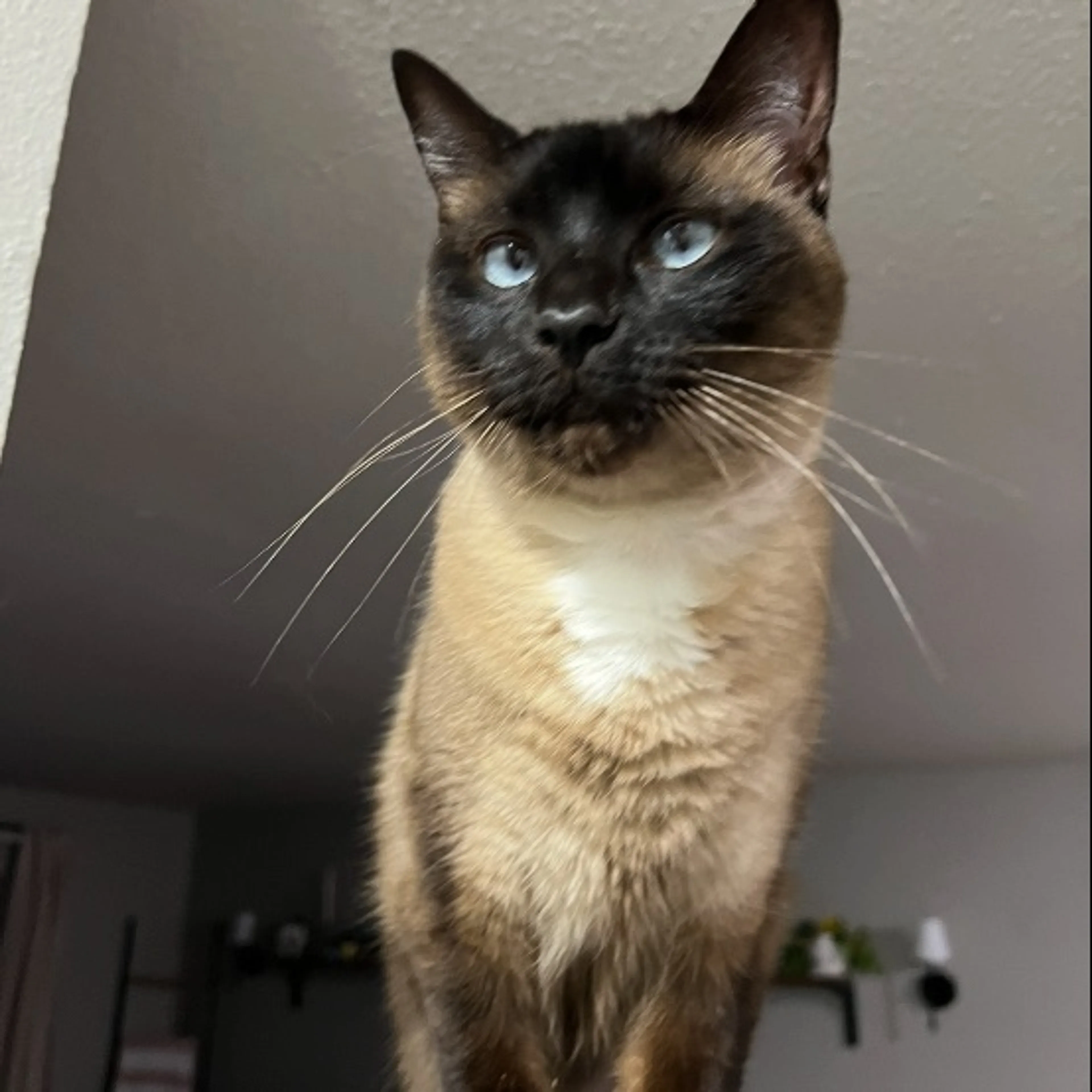 Lost pet