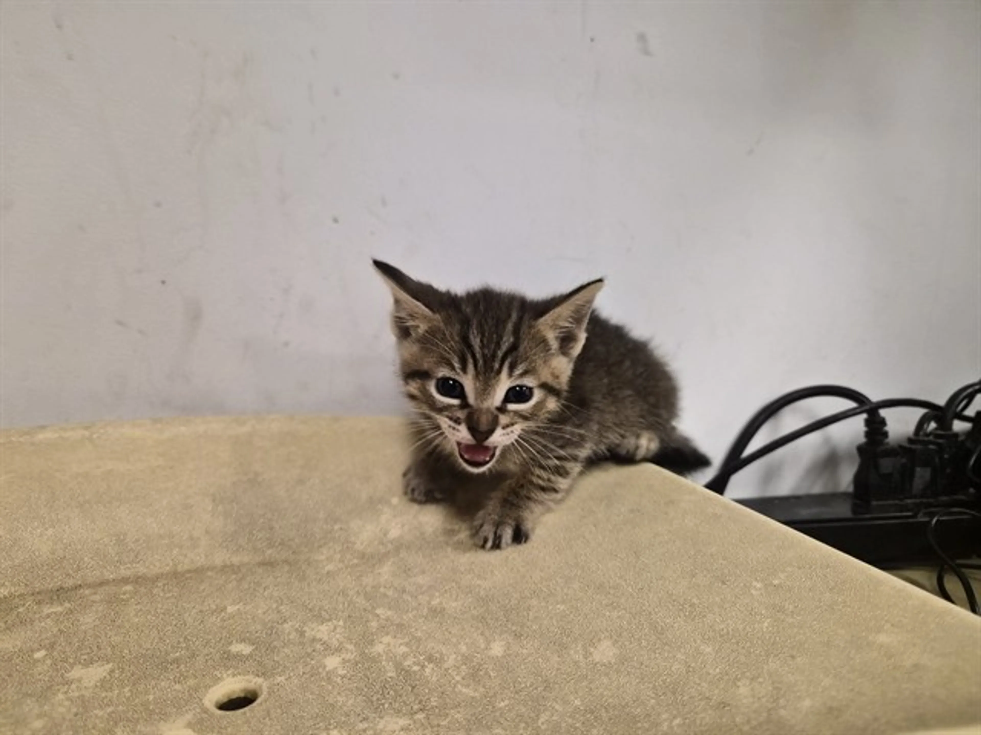 Found pet