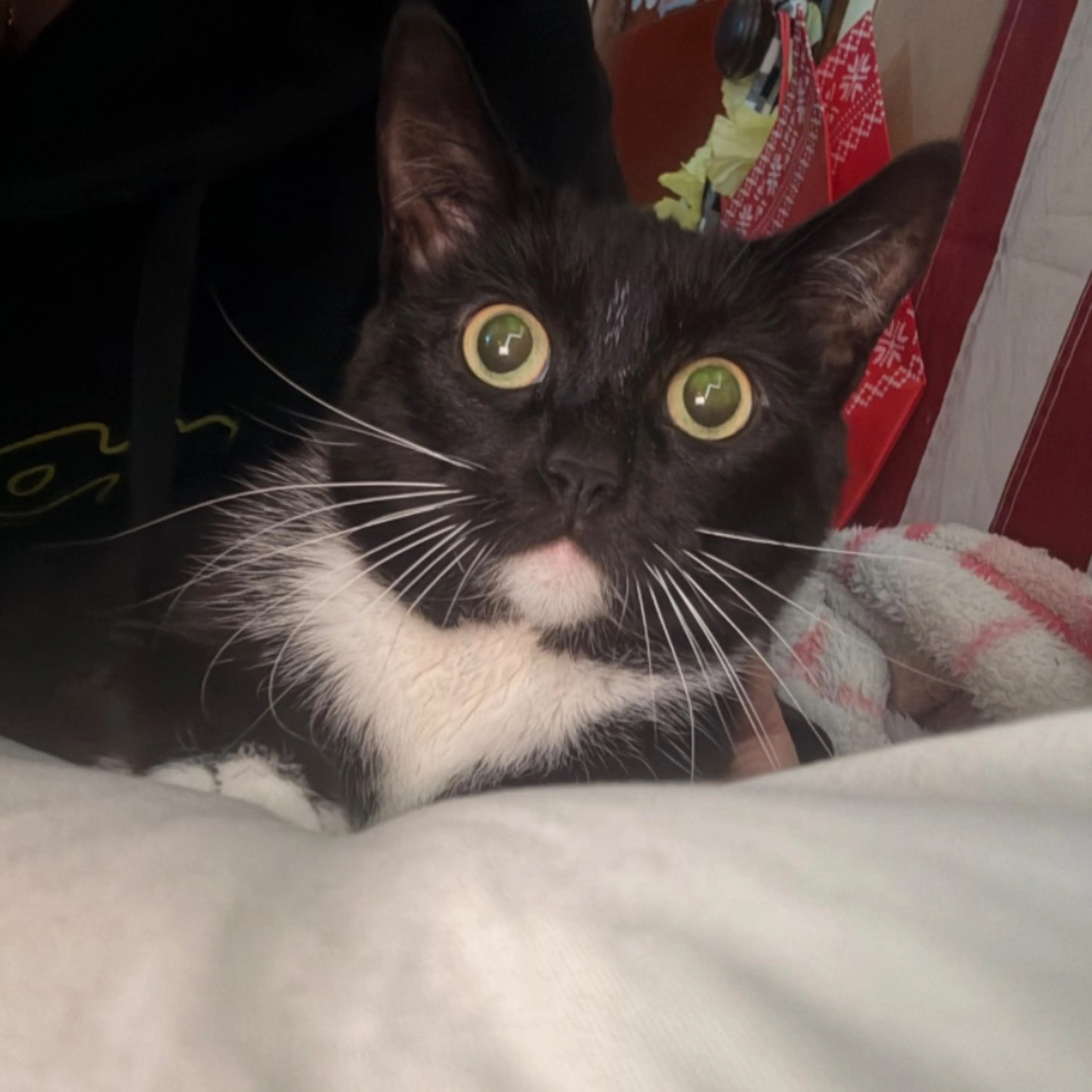 Lost pet