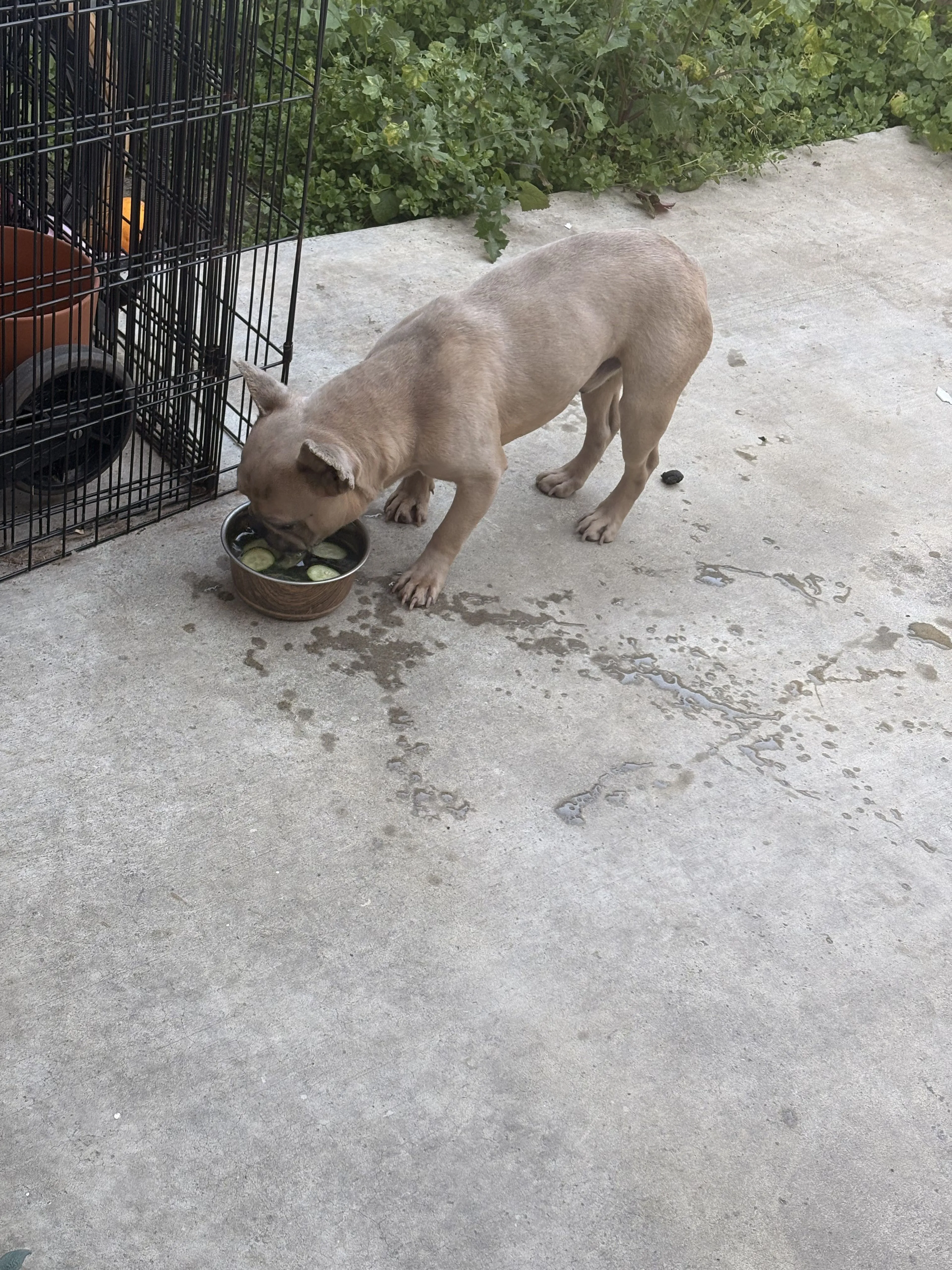 Lost pet-1