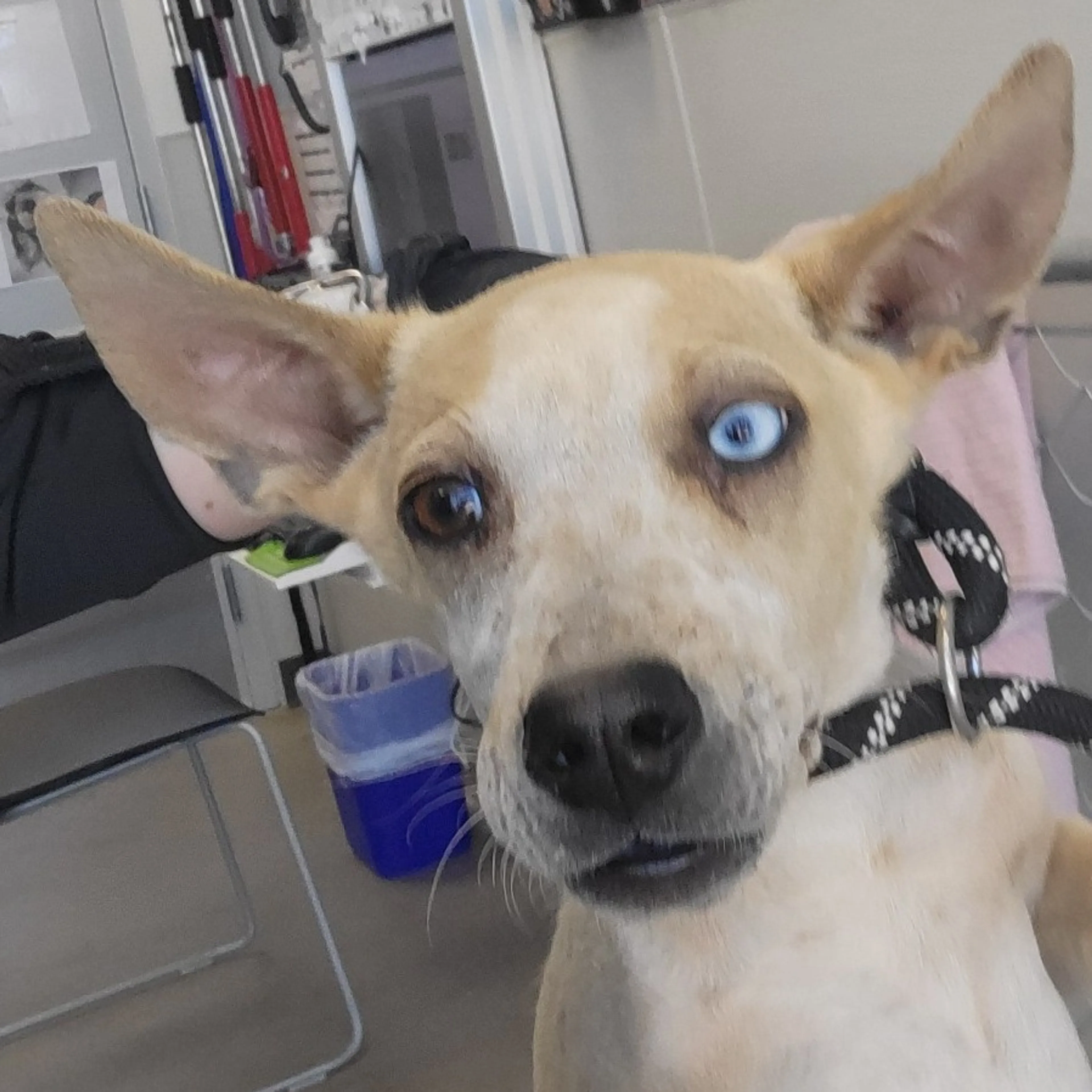 Found pet-0
