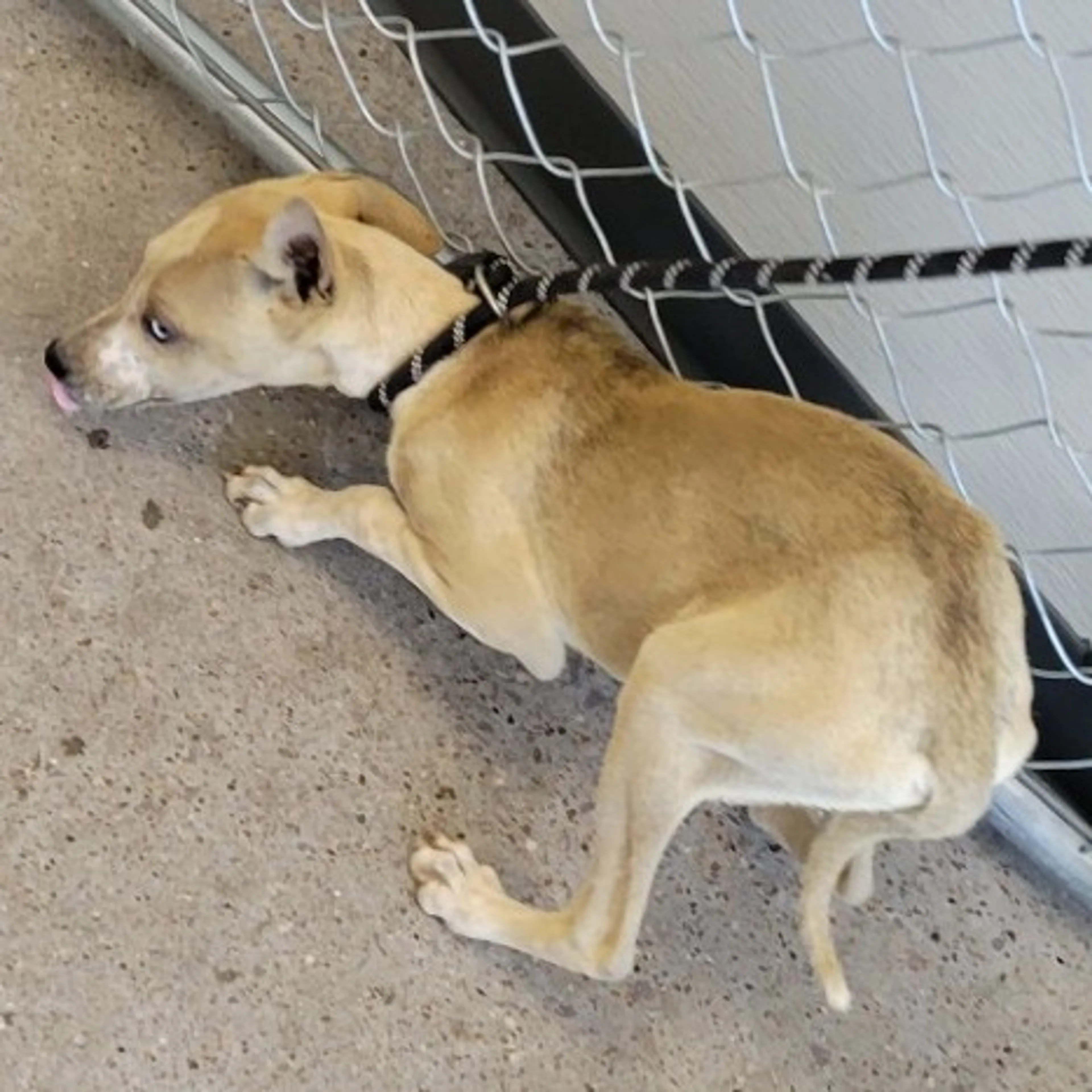 Found pet-2