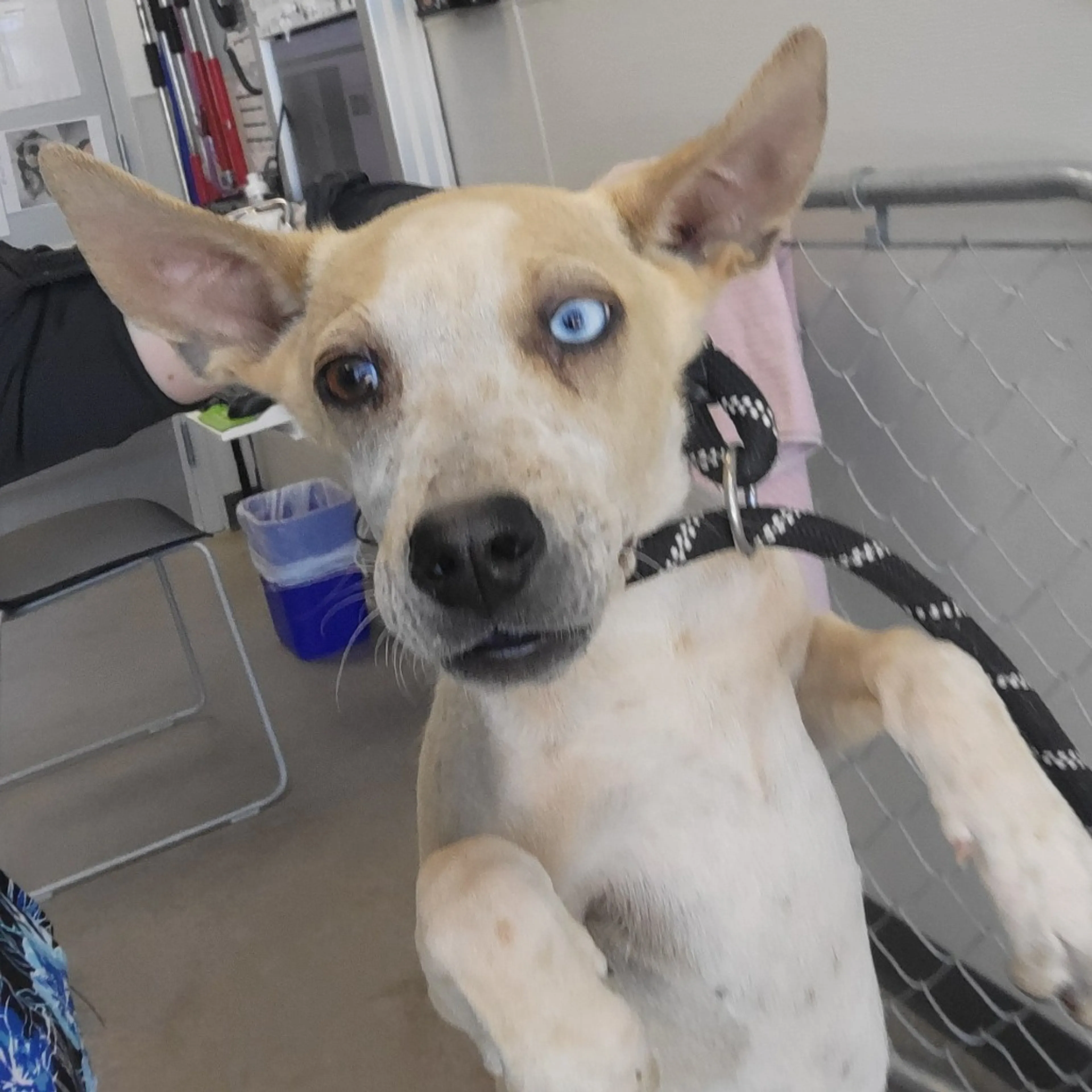 Found pet-1
