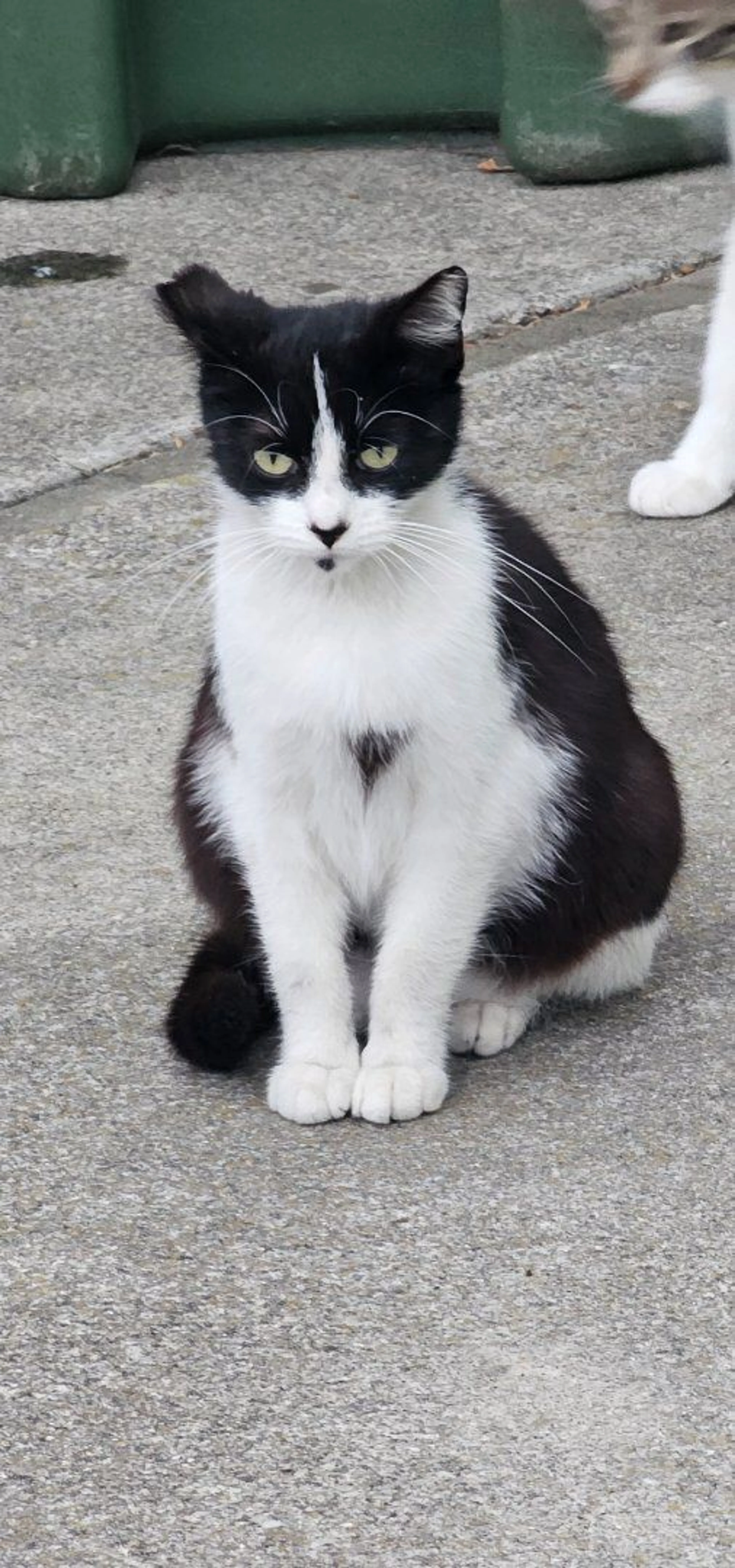 Lost pet