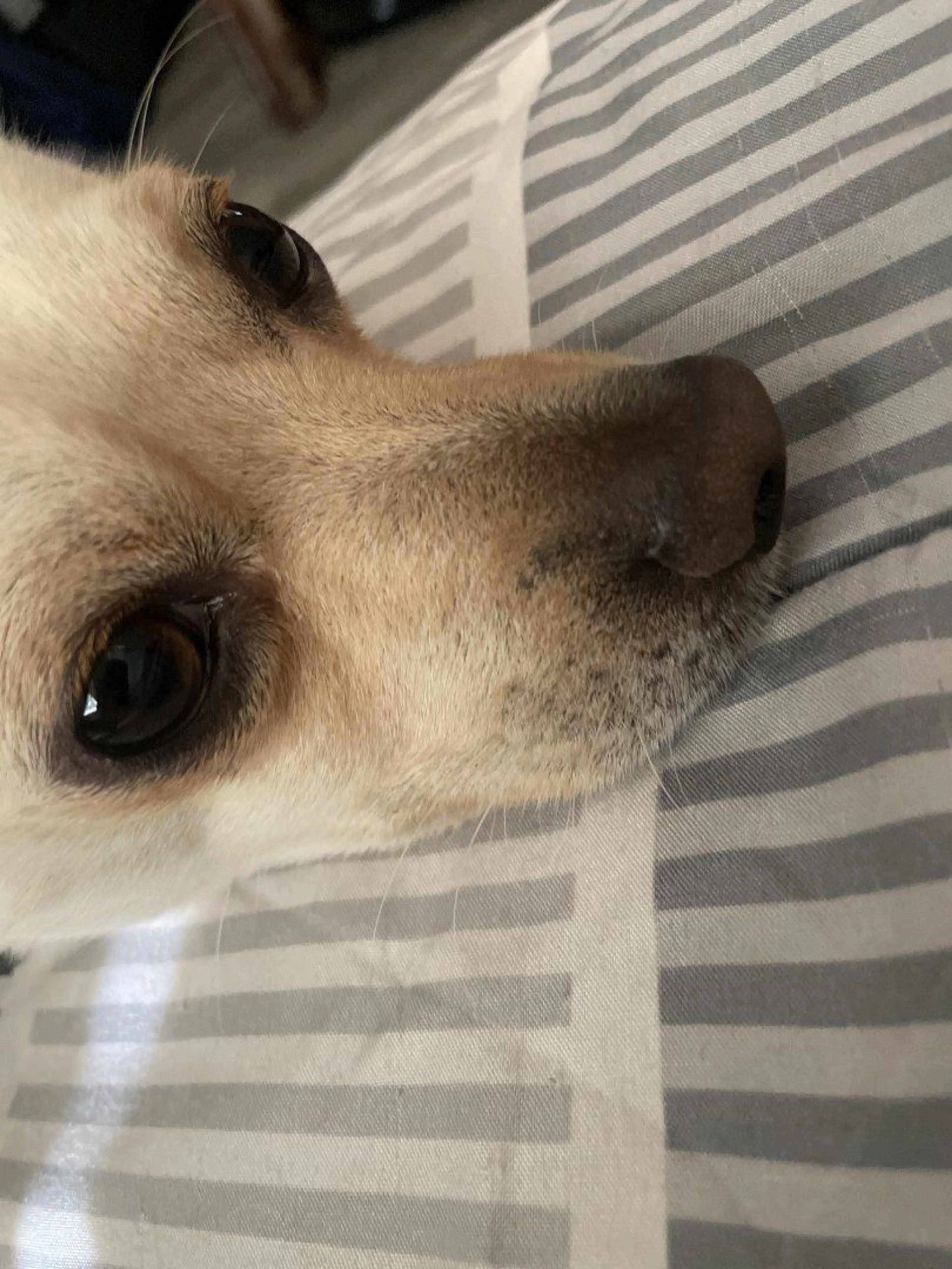Lost pet-1