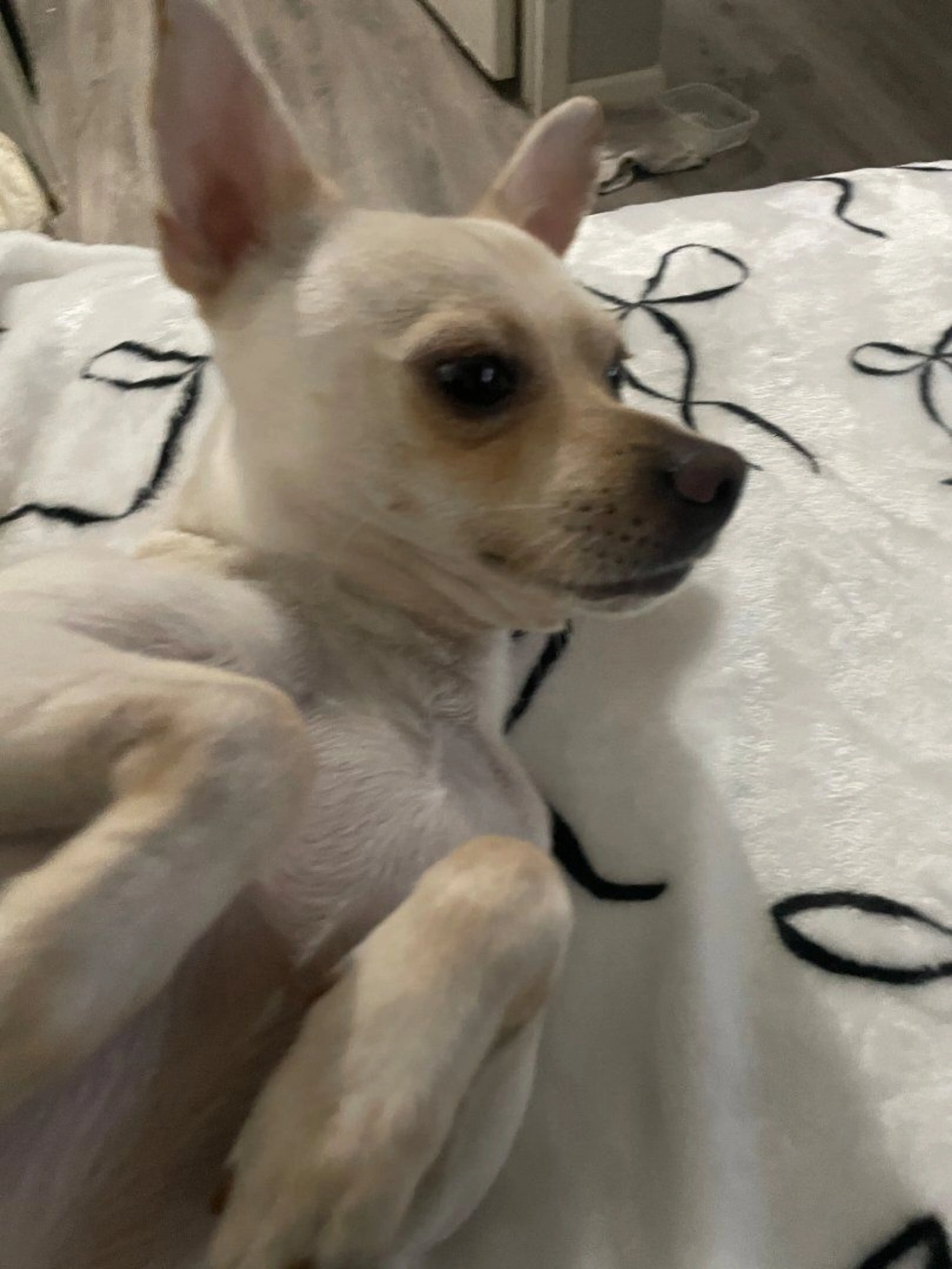 Lost pet-2