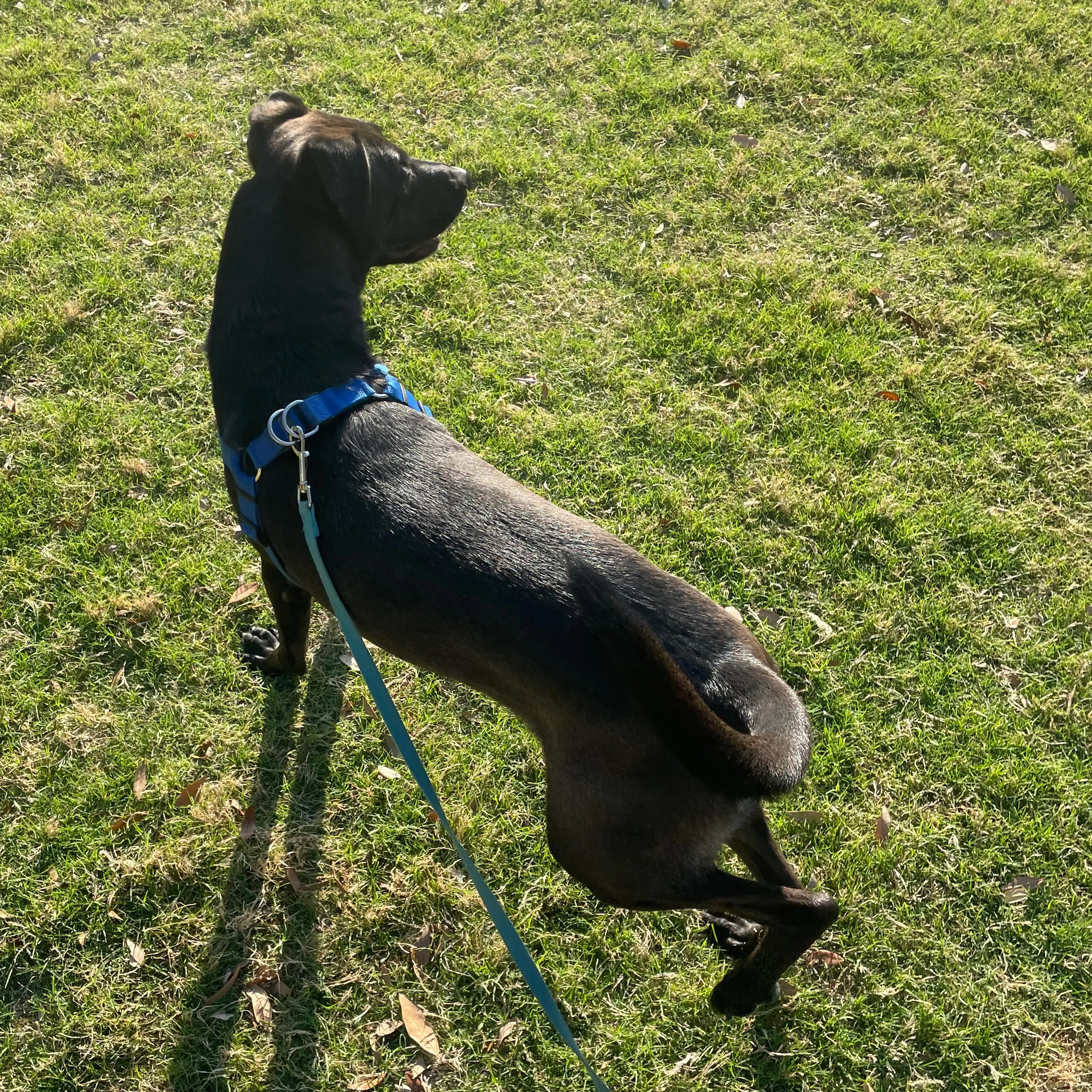 Lost pet-1