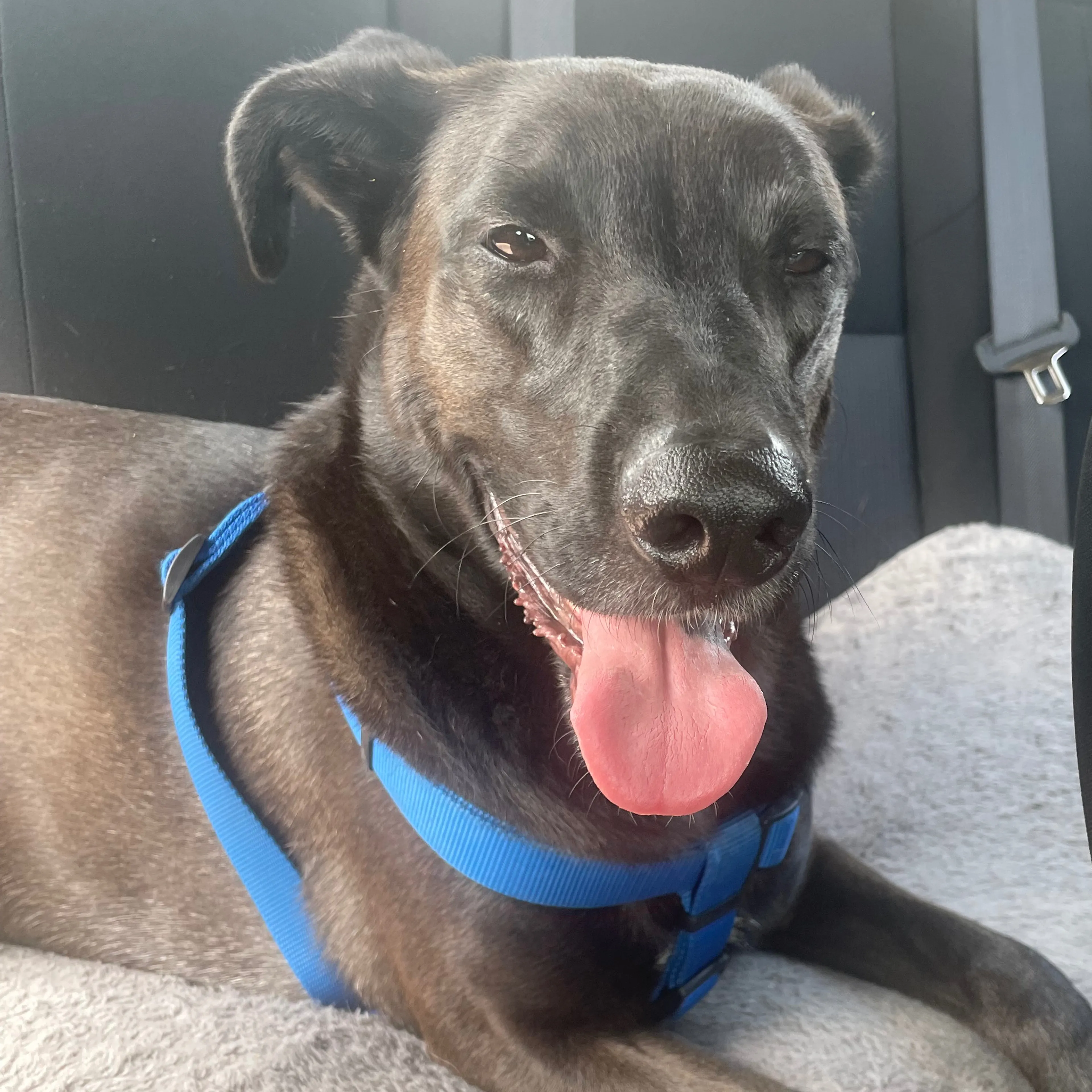 Lost pet-2