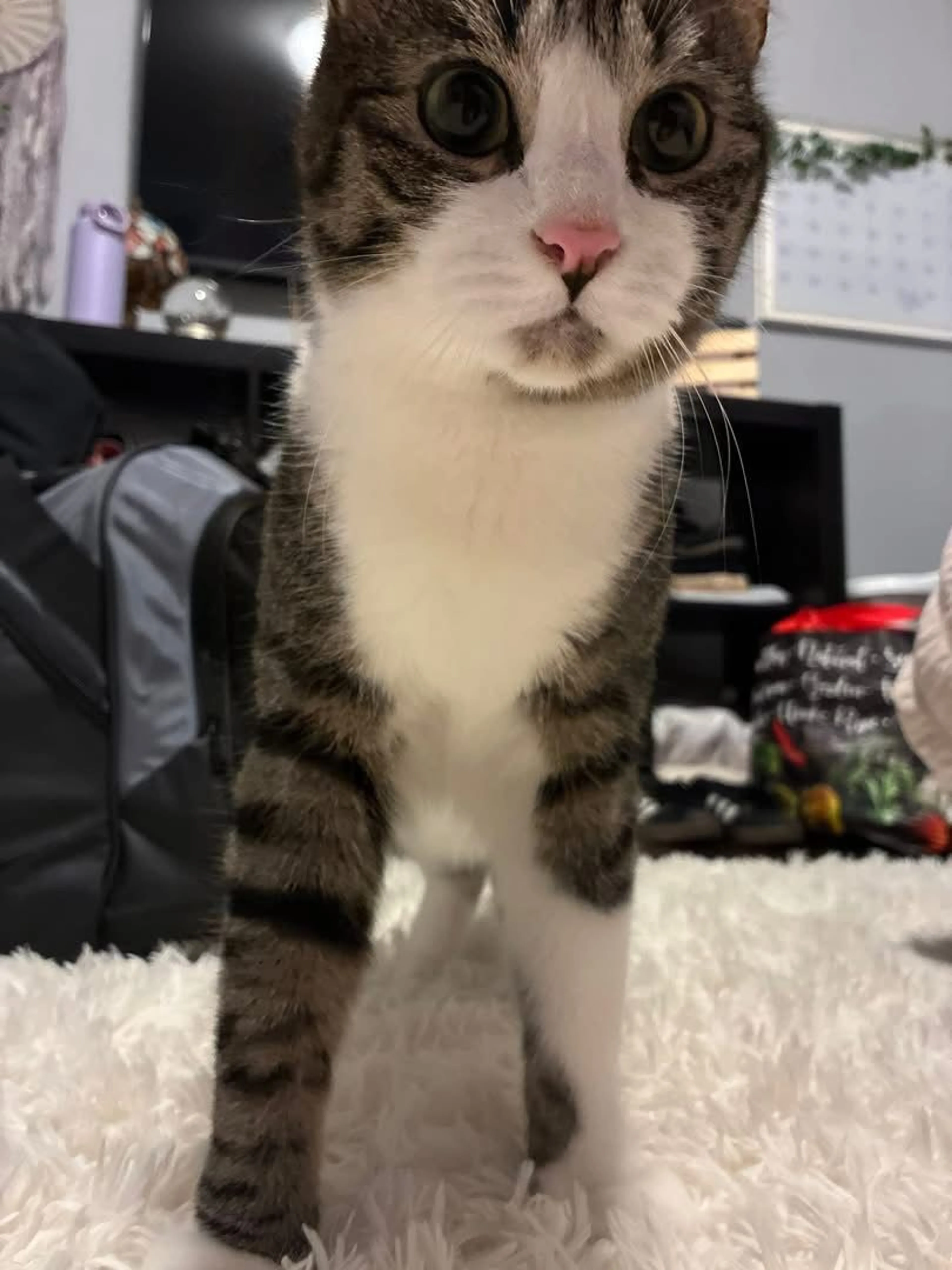Lost pet-0