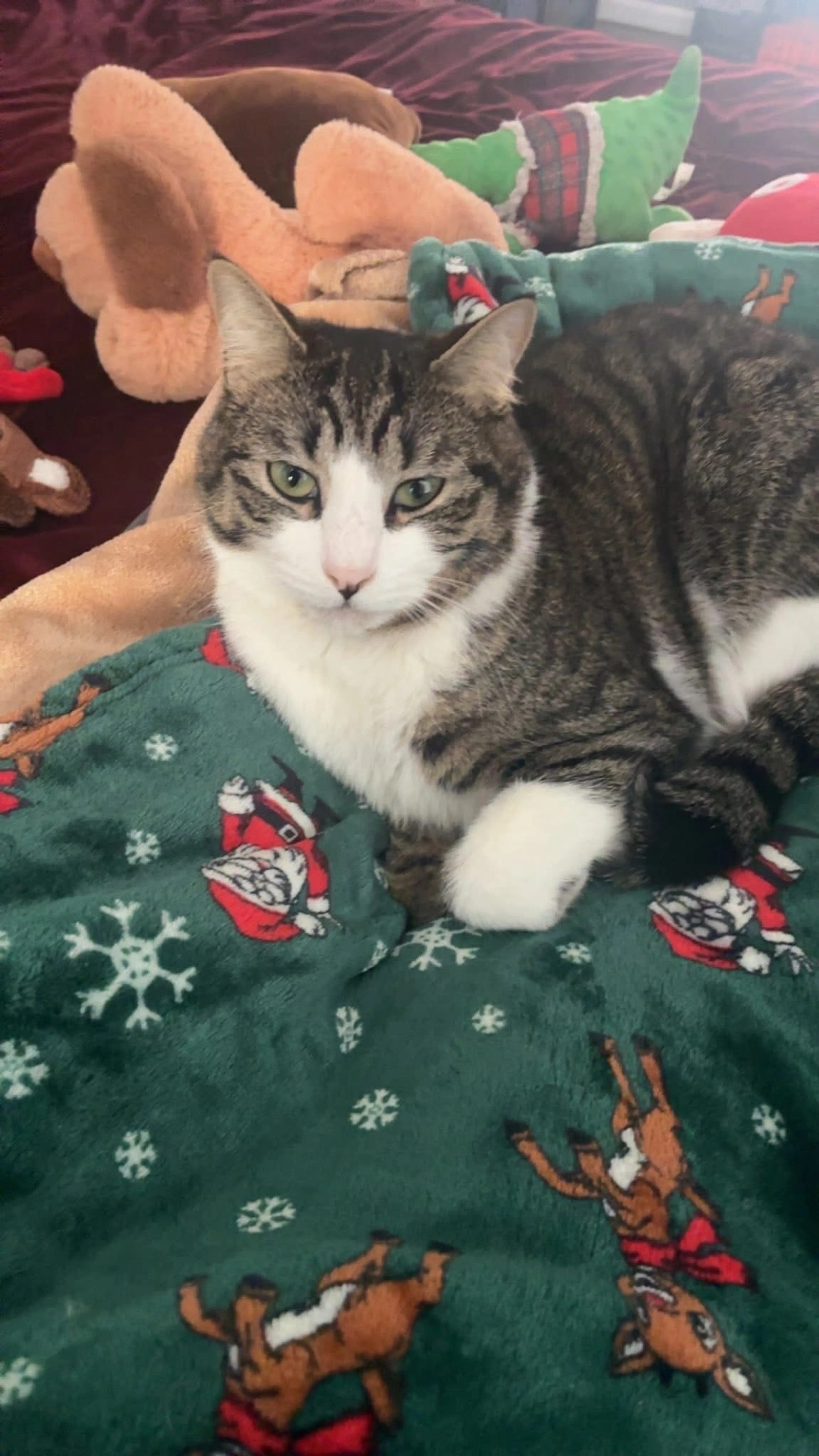 Lost pet-1