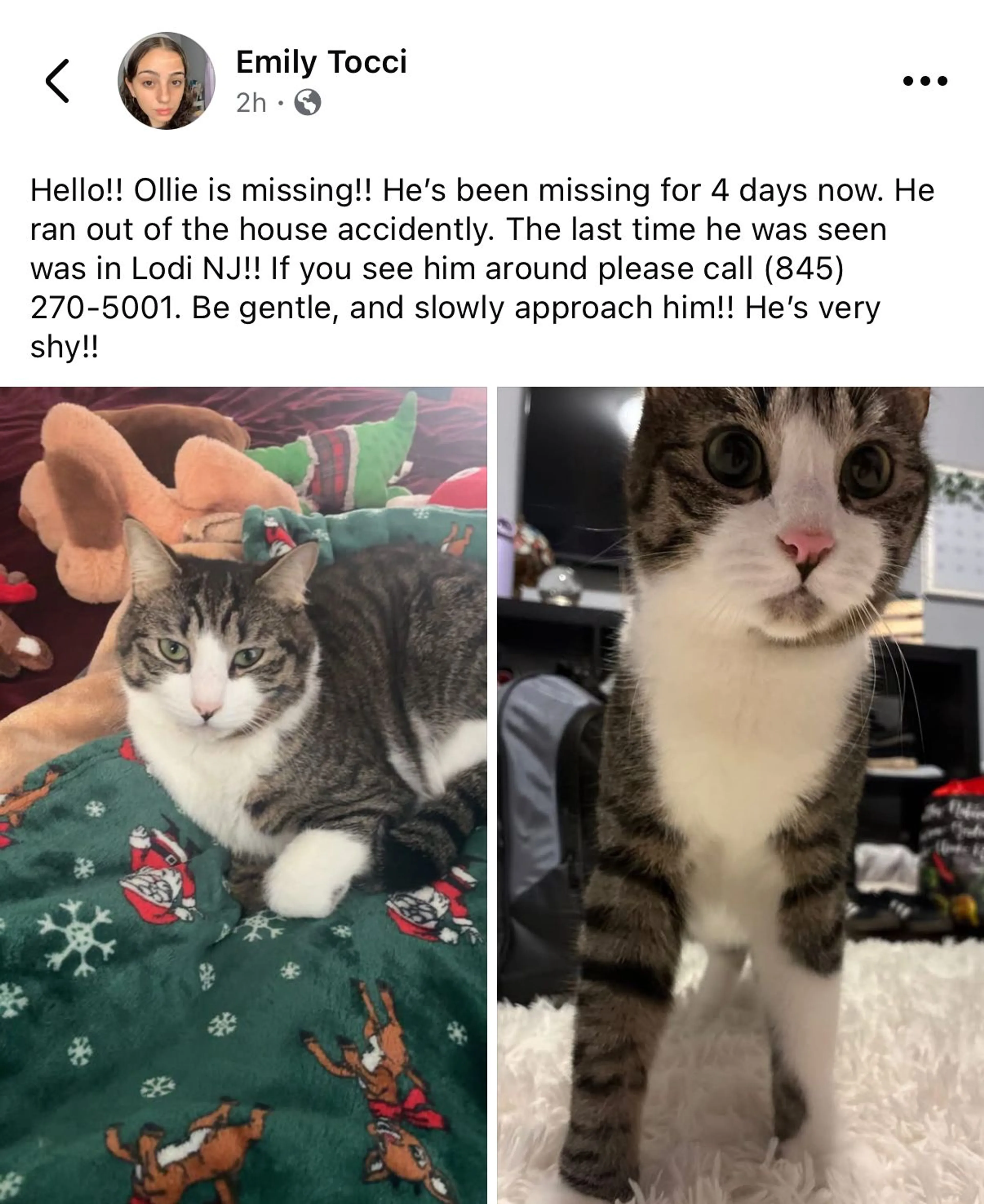 Lost pet-2