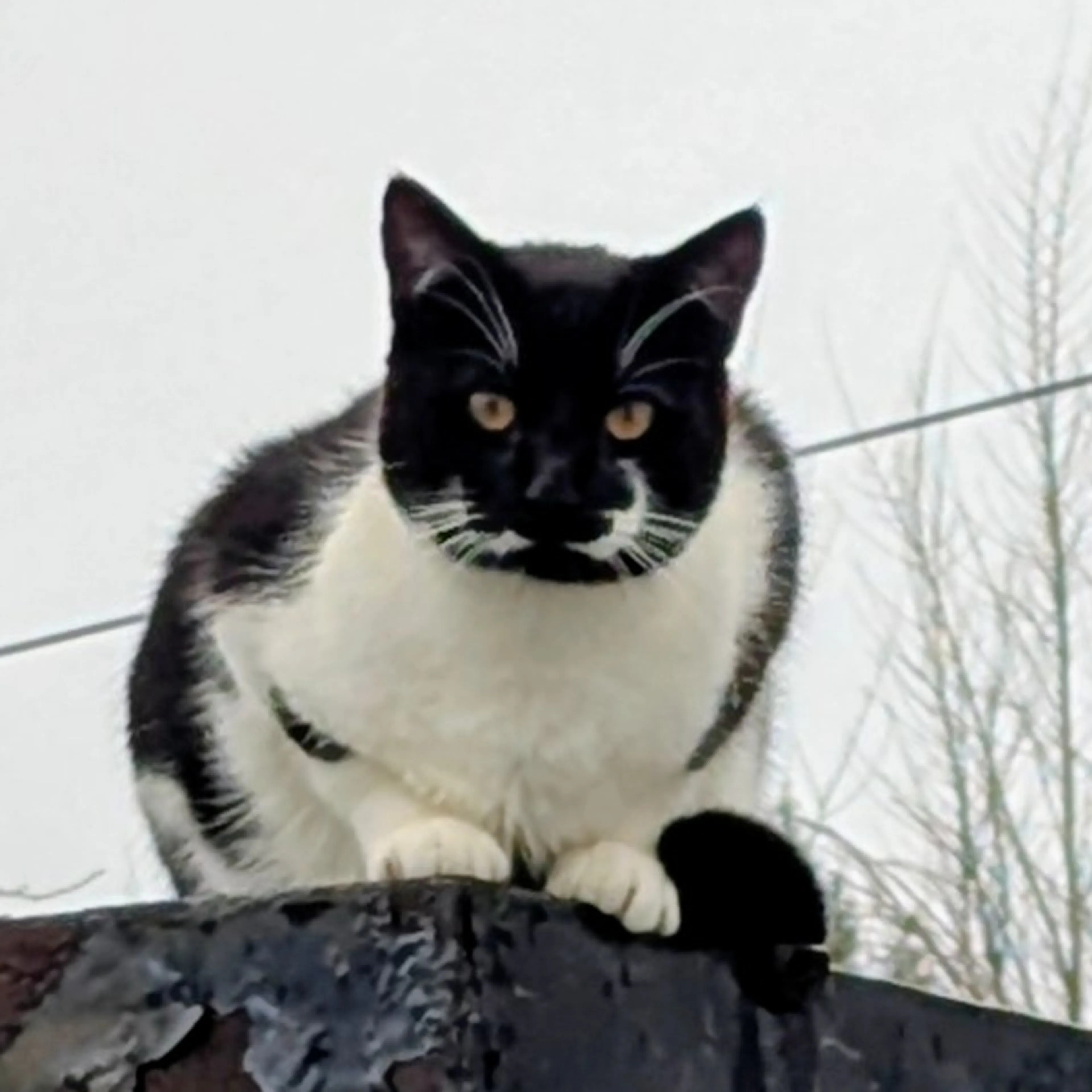 cdn image