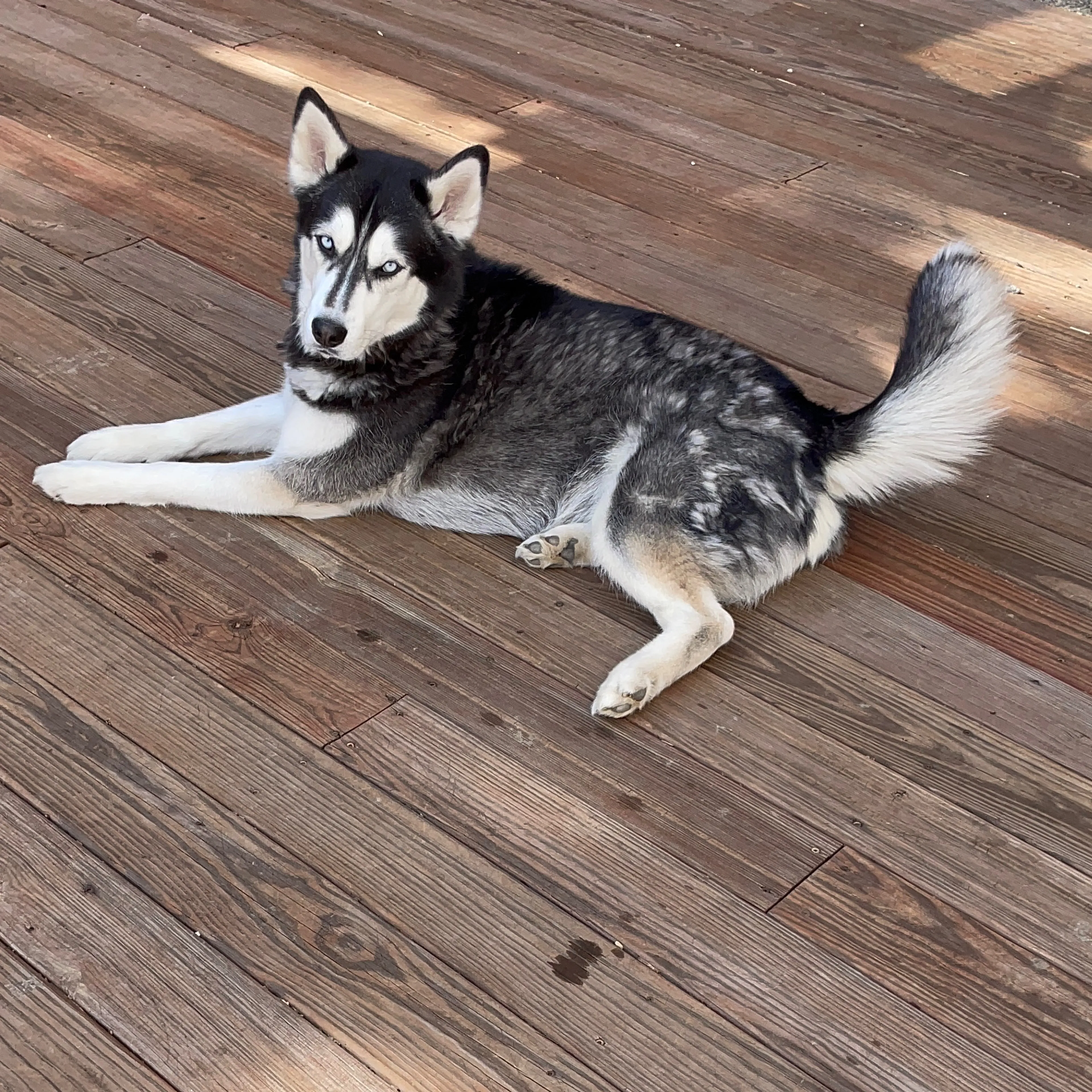 Lost pet-1
