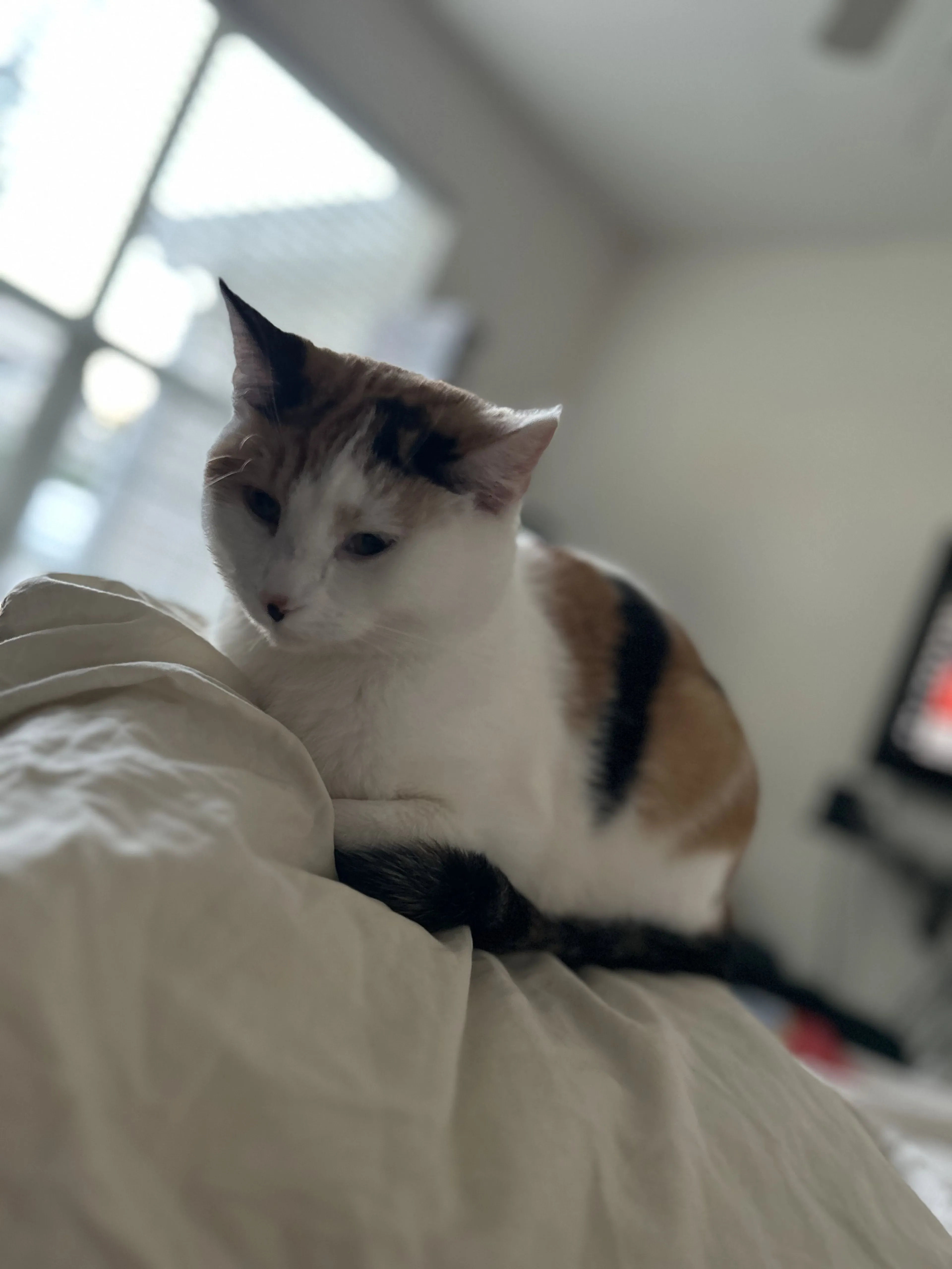 Lost pet