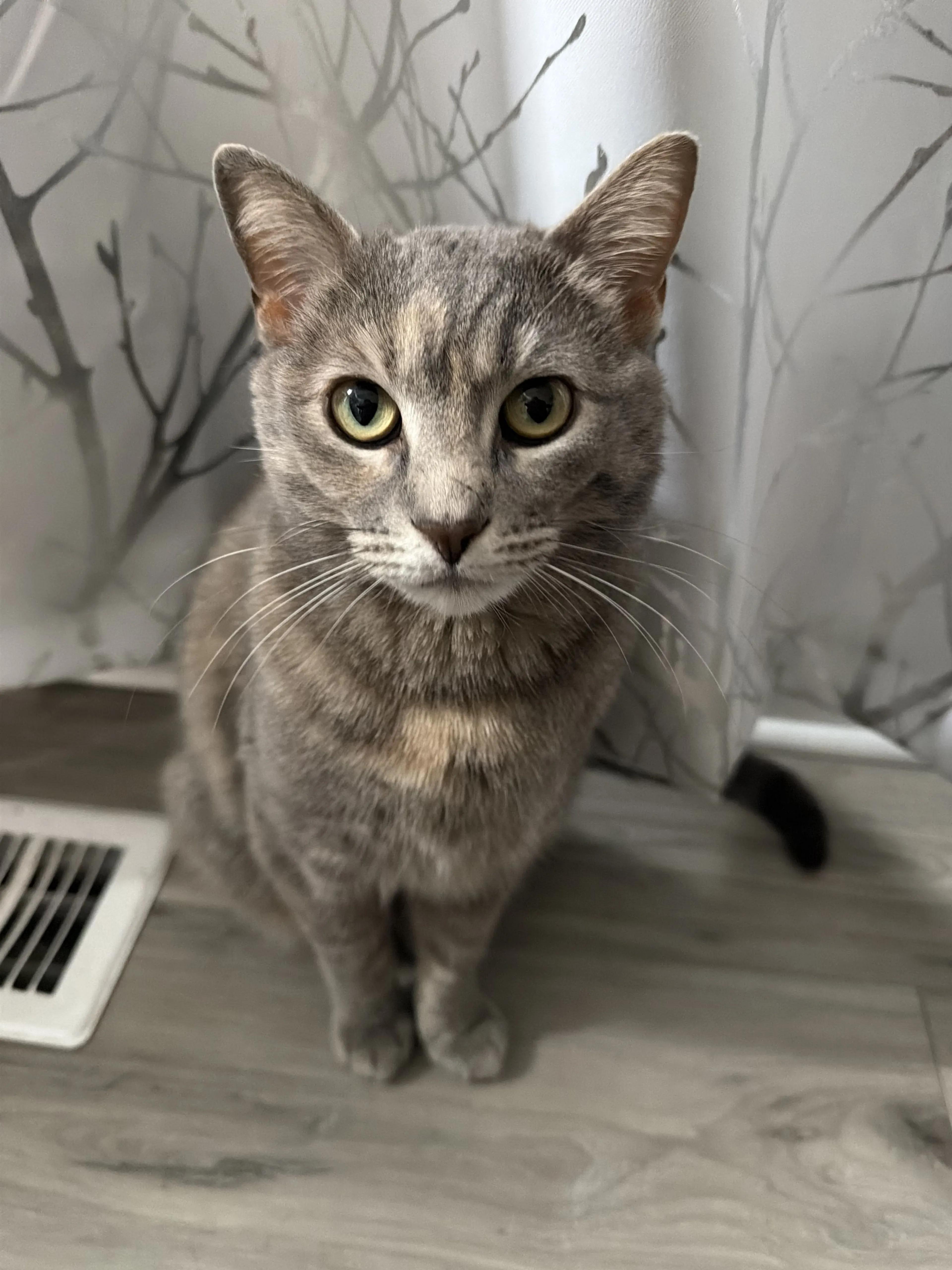 Lost pet