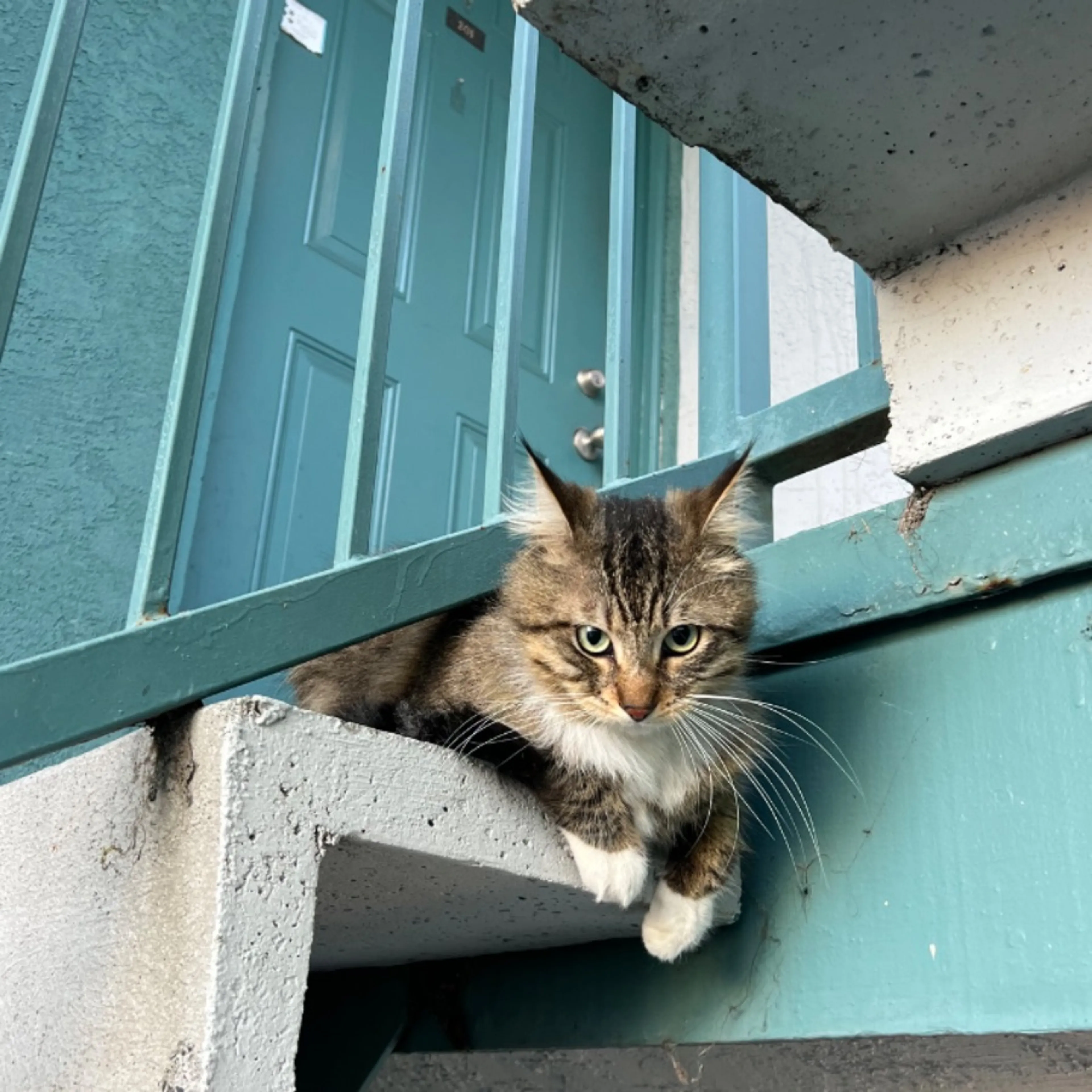 Found pet-0