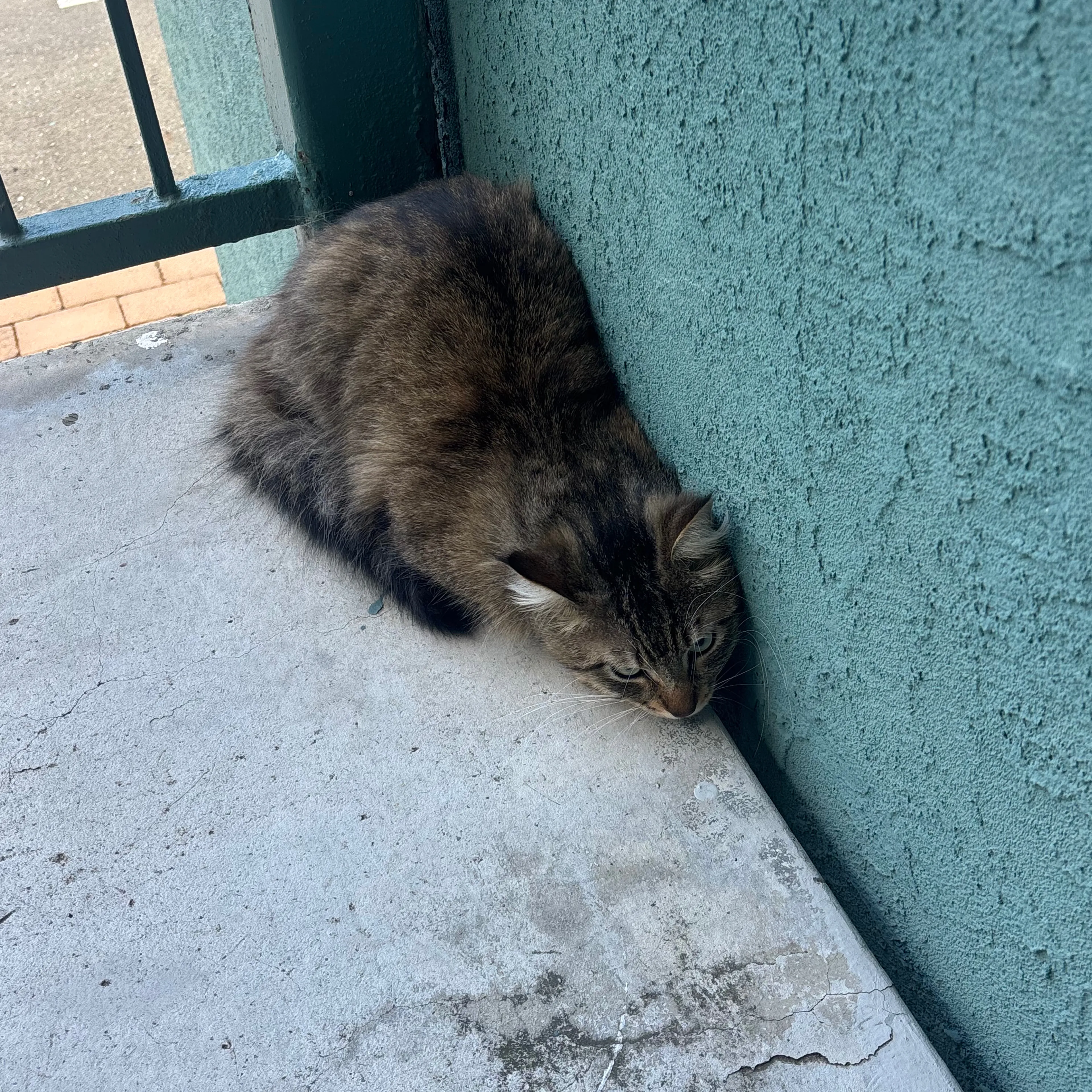 Found pet-1