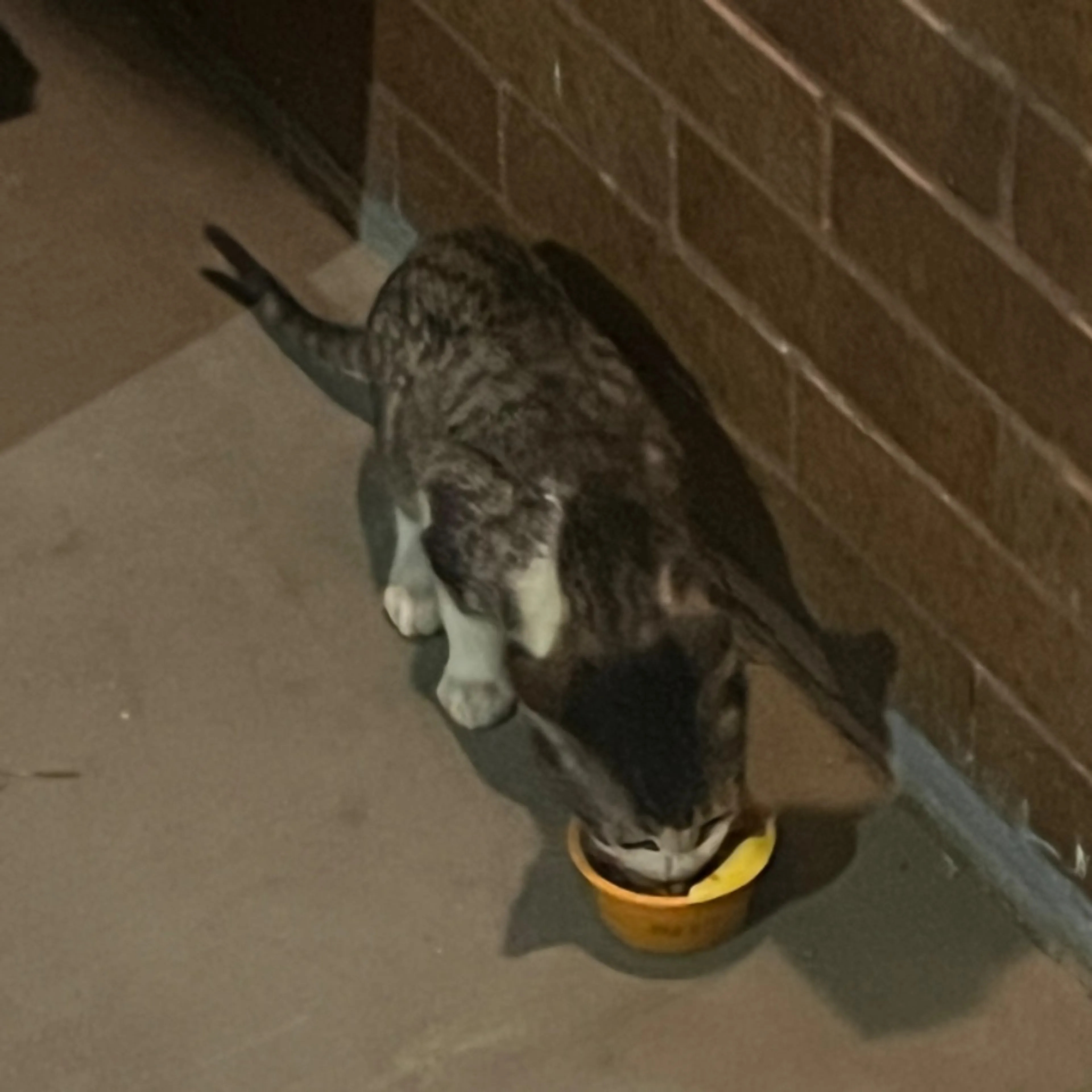 Found pet