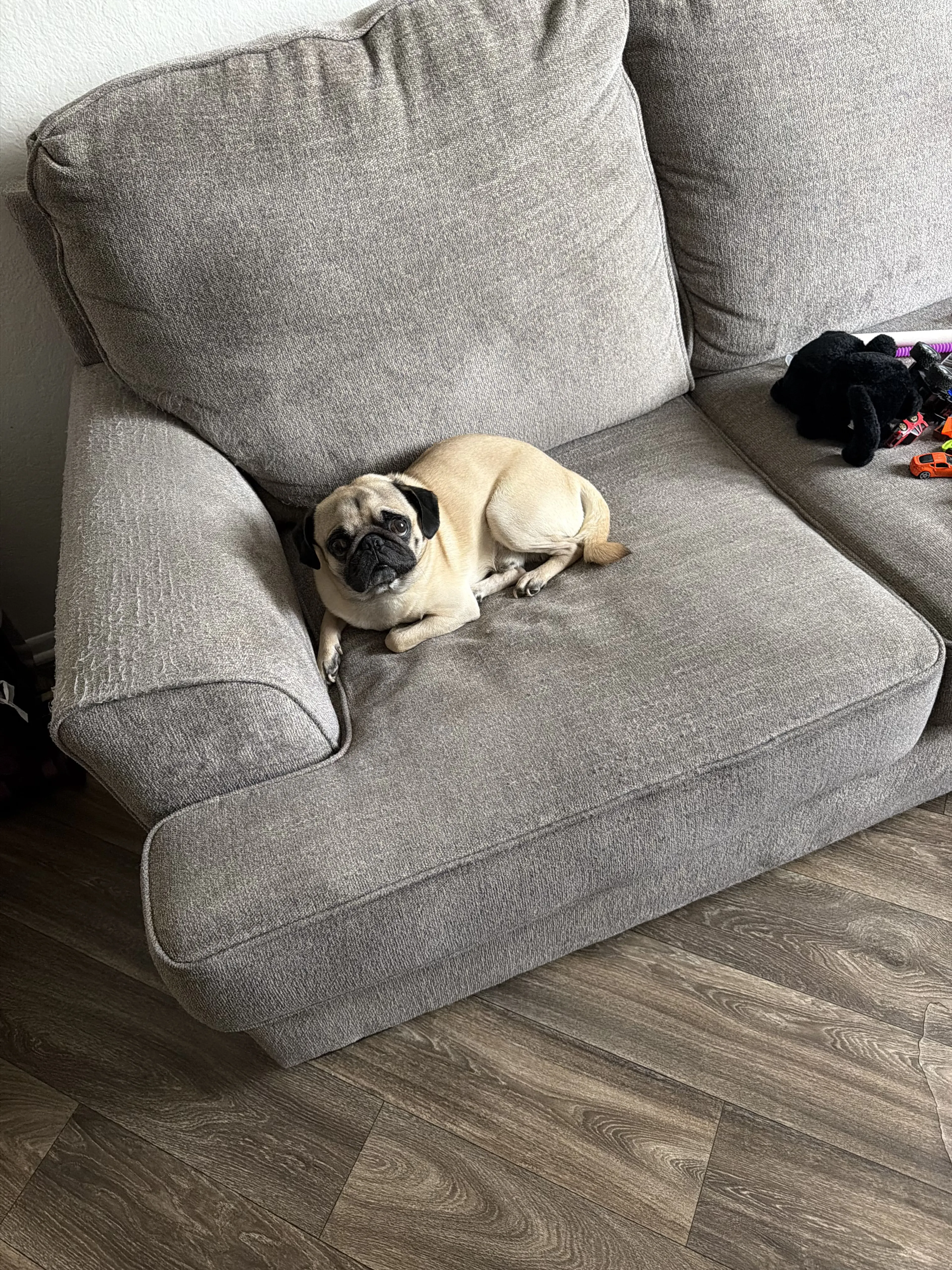 Lost pet-0