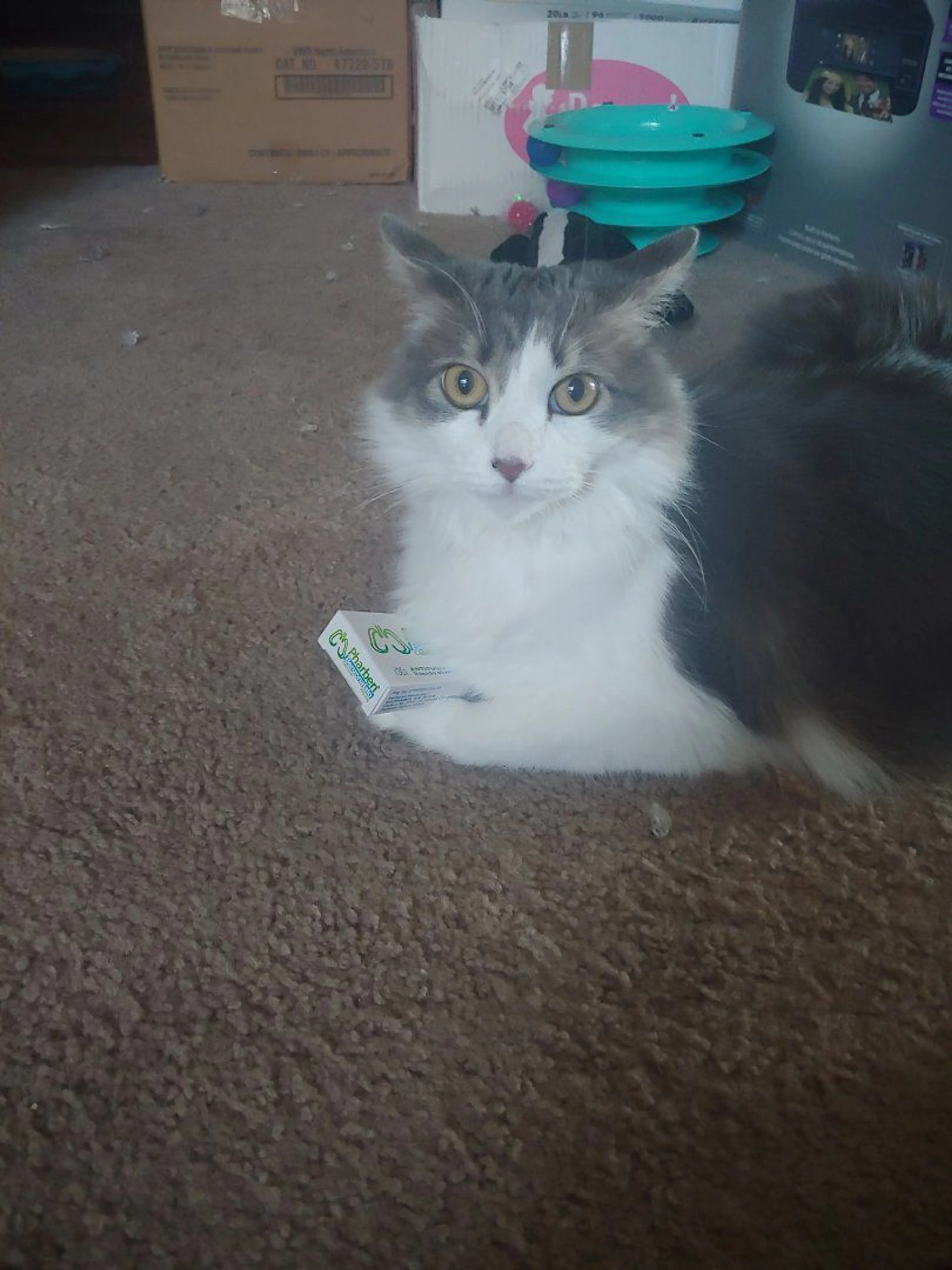 Lost pet-1