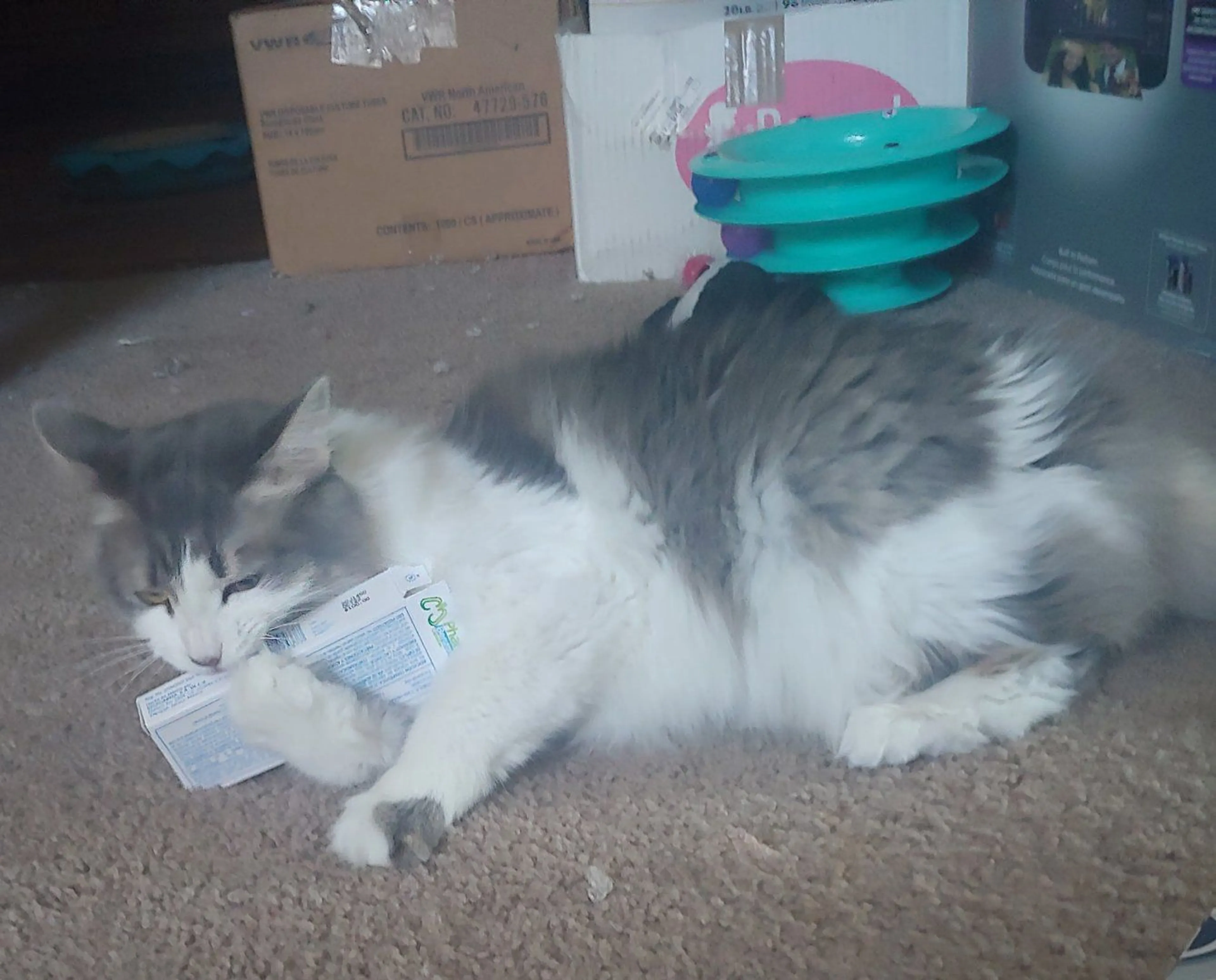 Lost pet-2