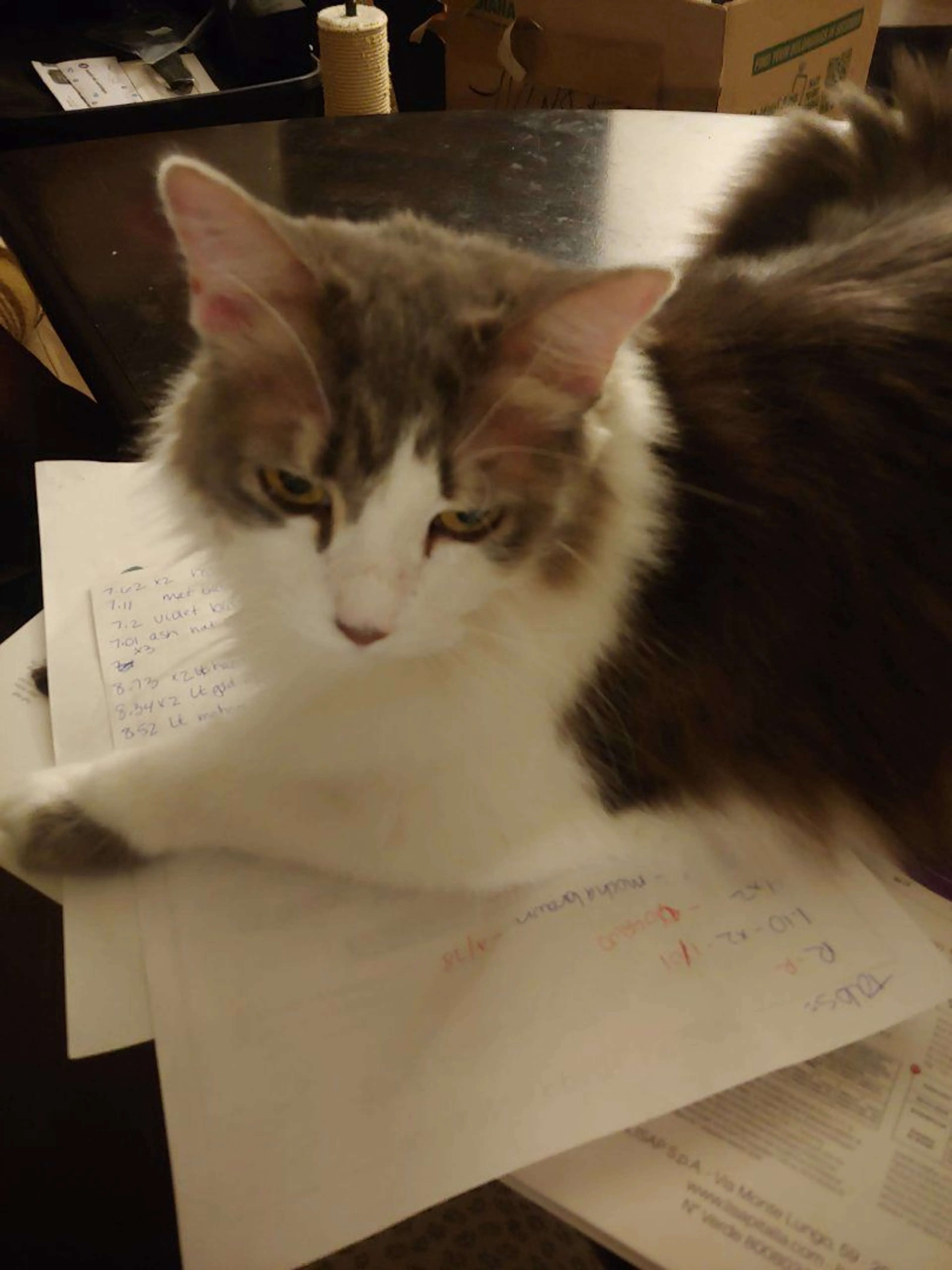 Lost pet-0