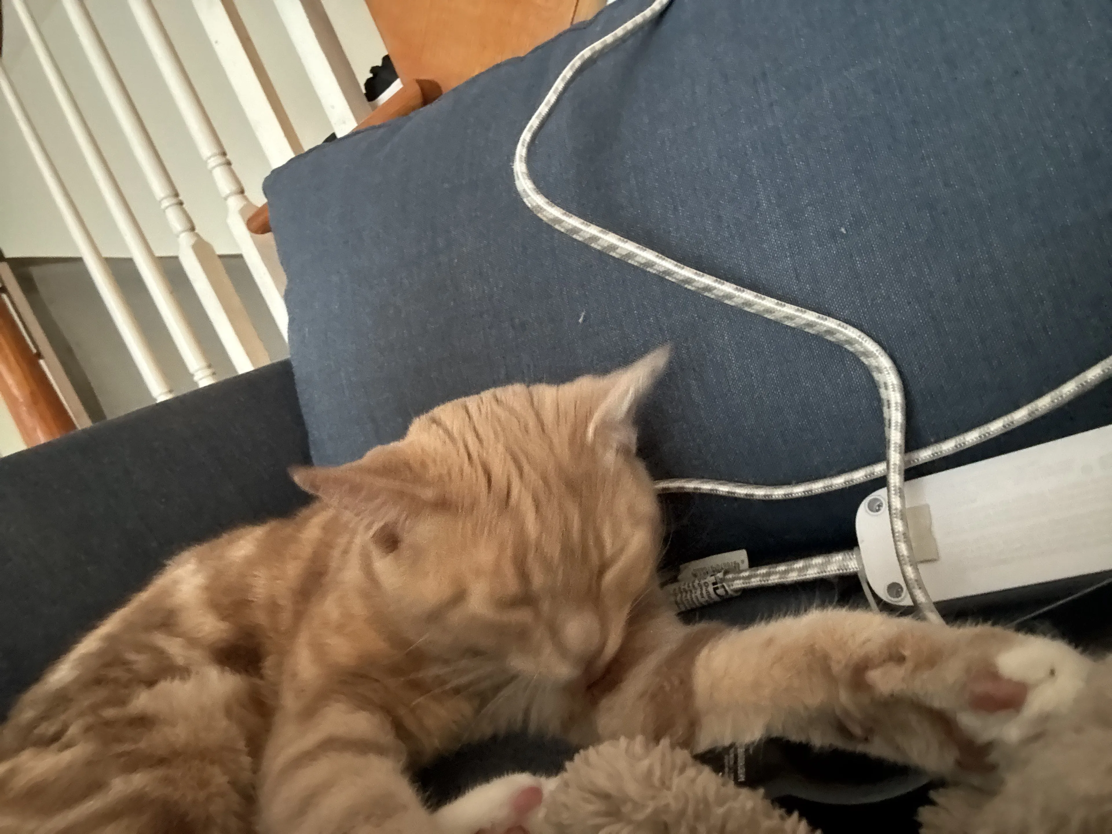 Lost pet-1