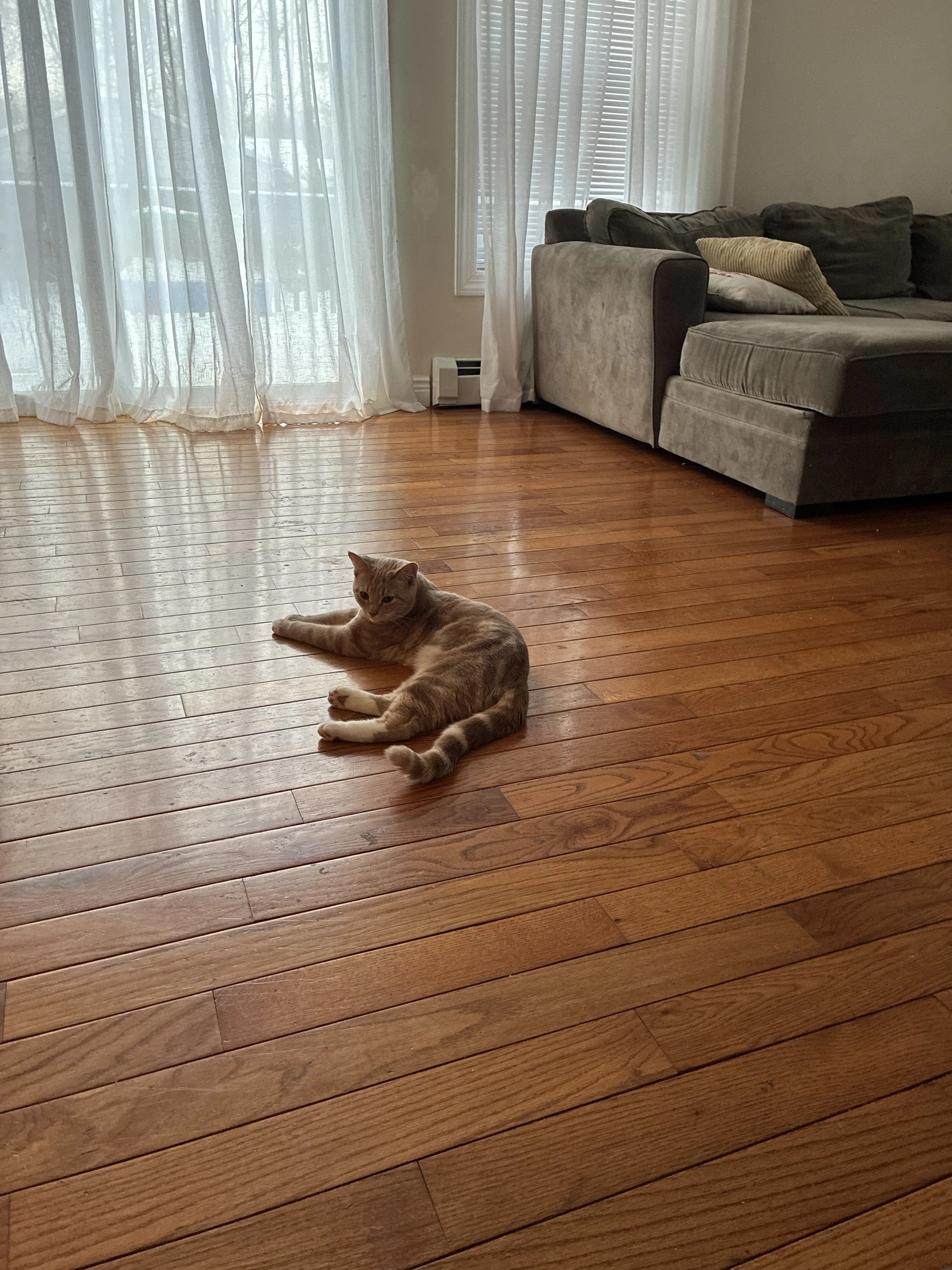 Lost pet-2