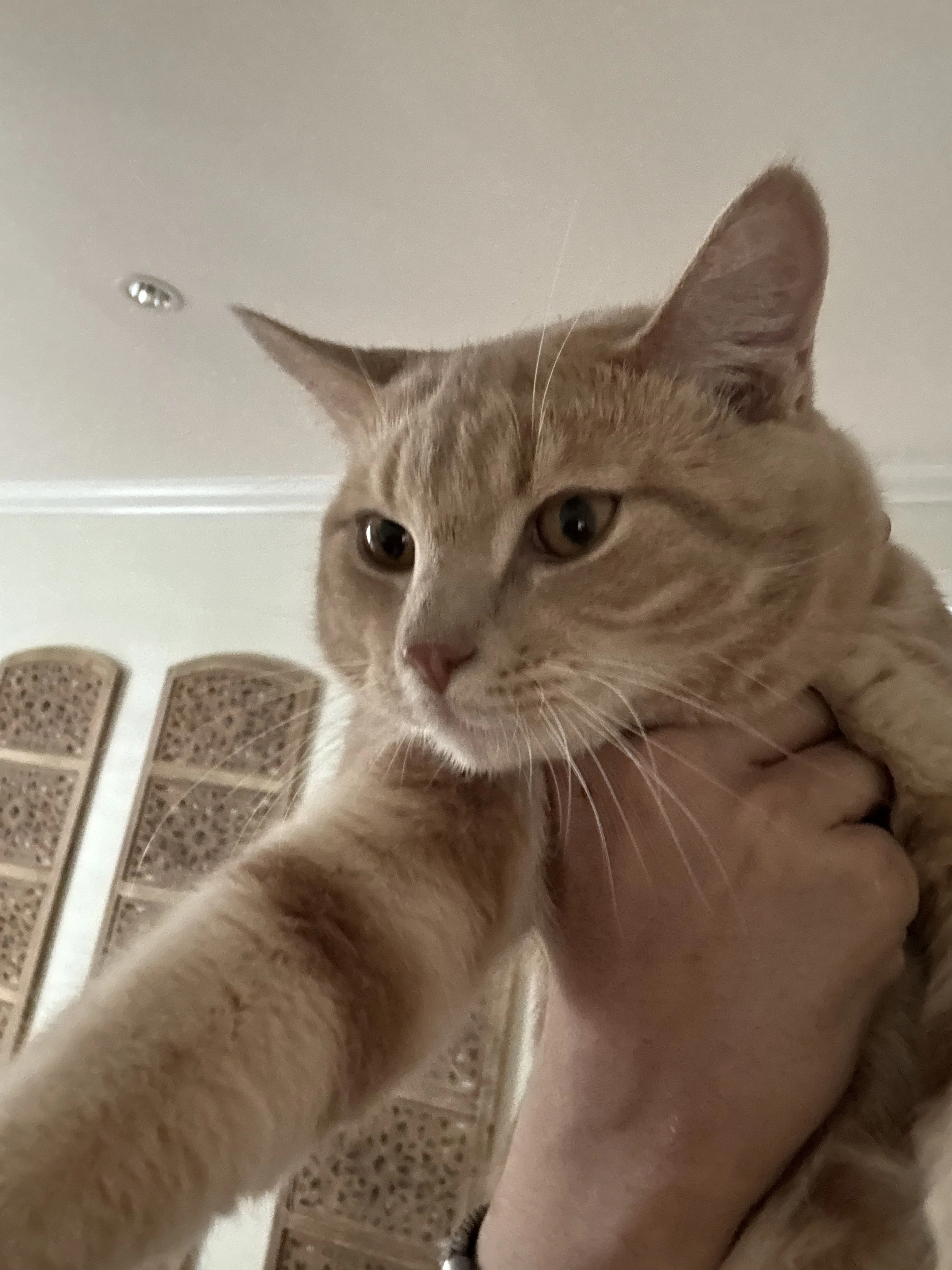 Lost pet-0