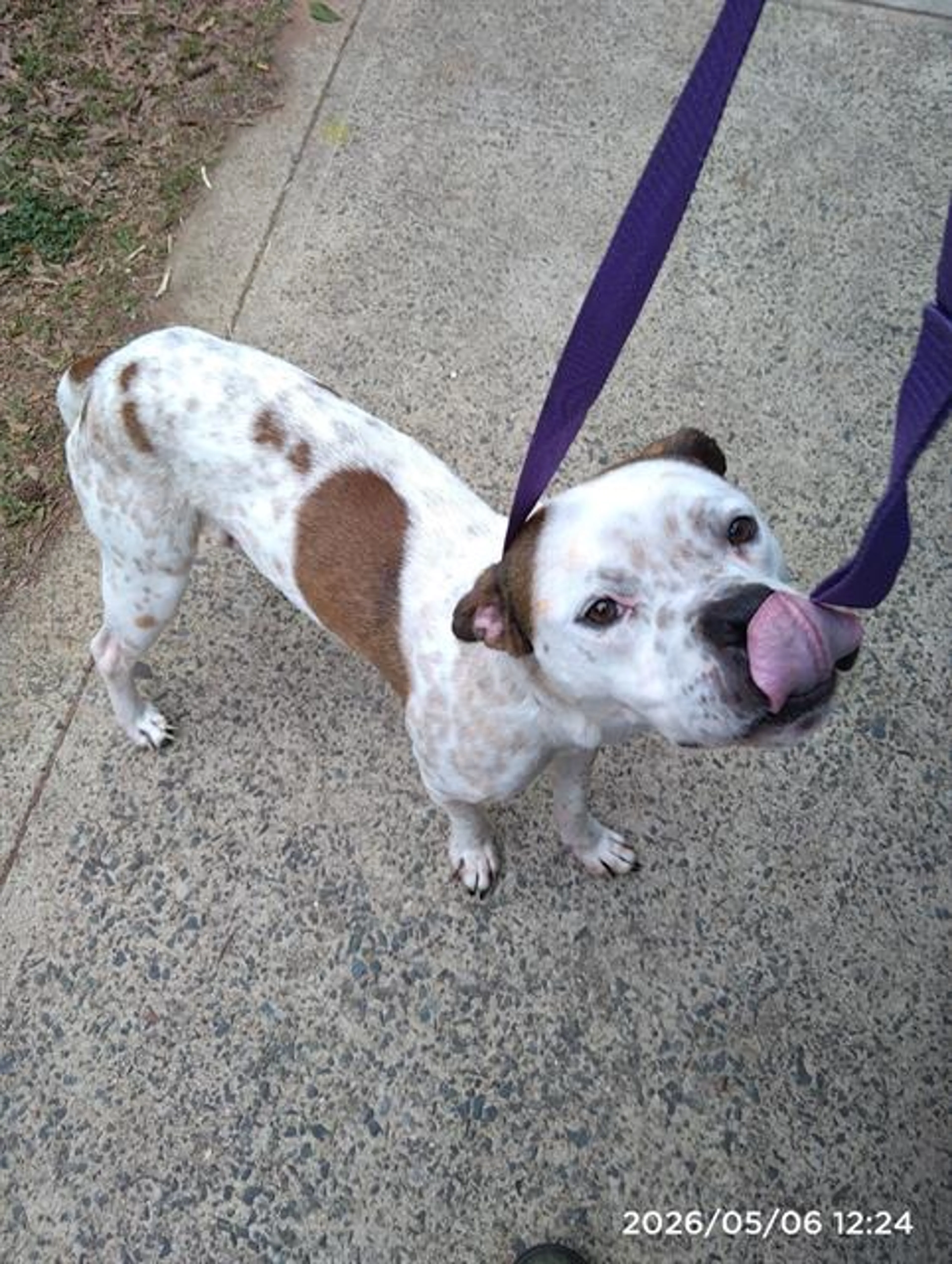 Found pet