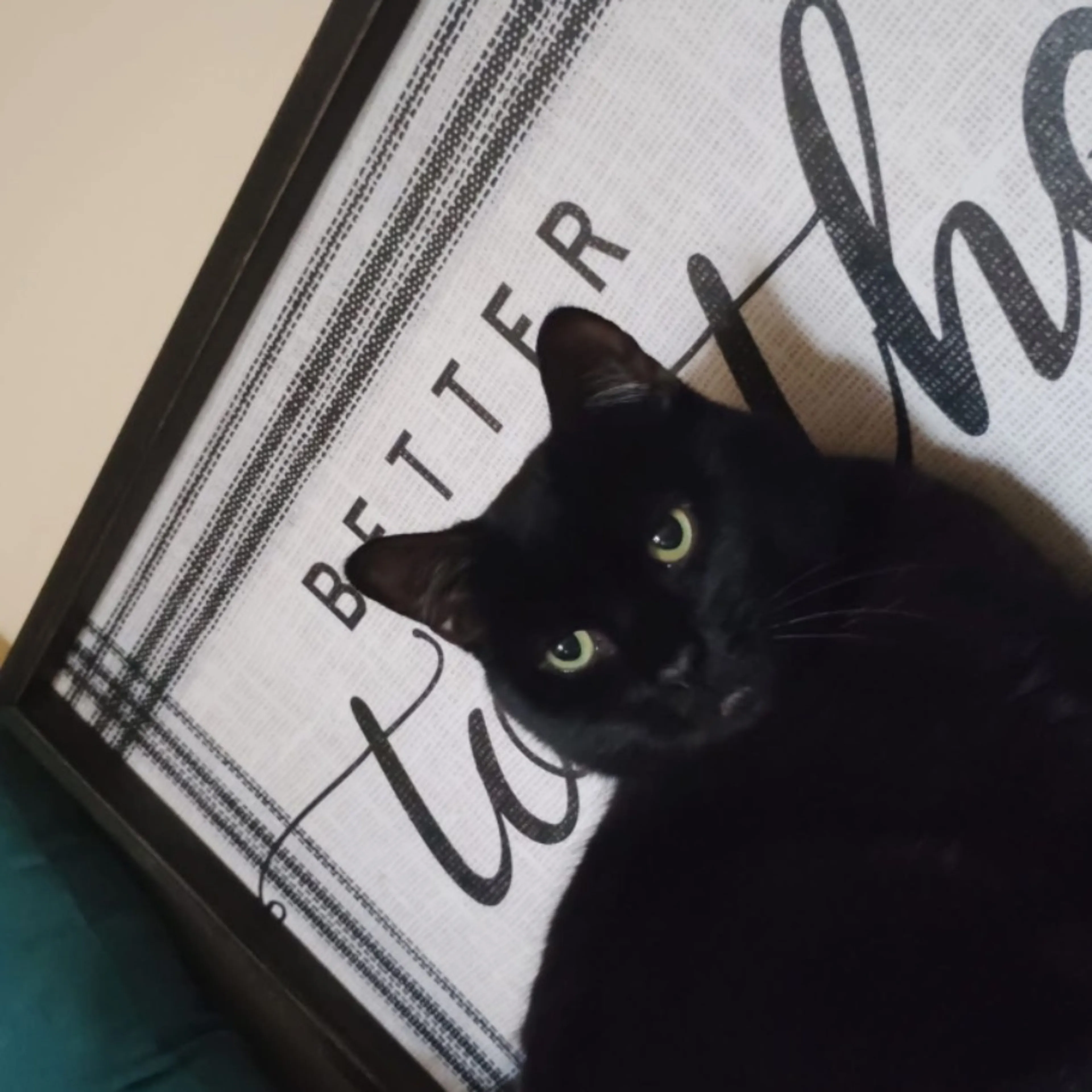 Lost pet