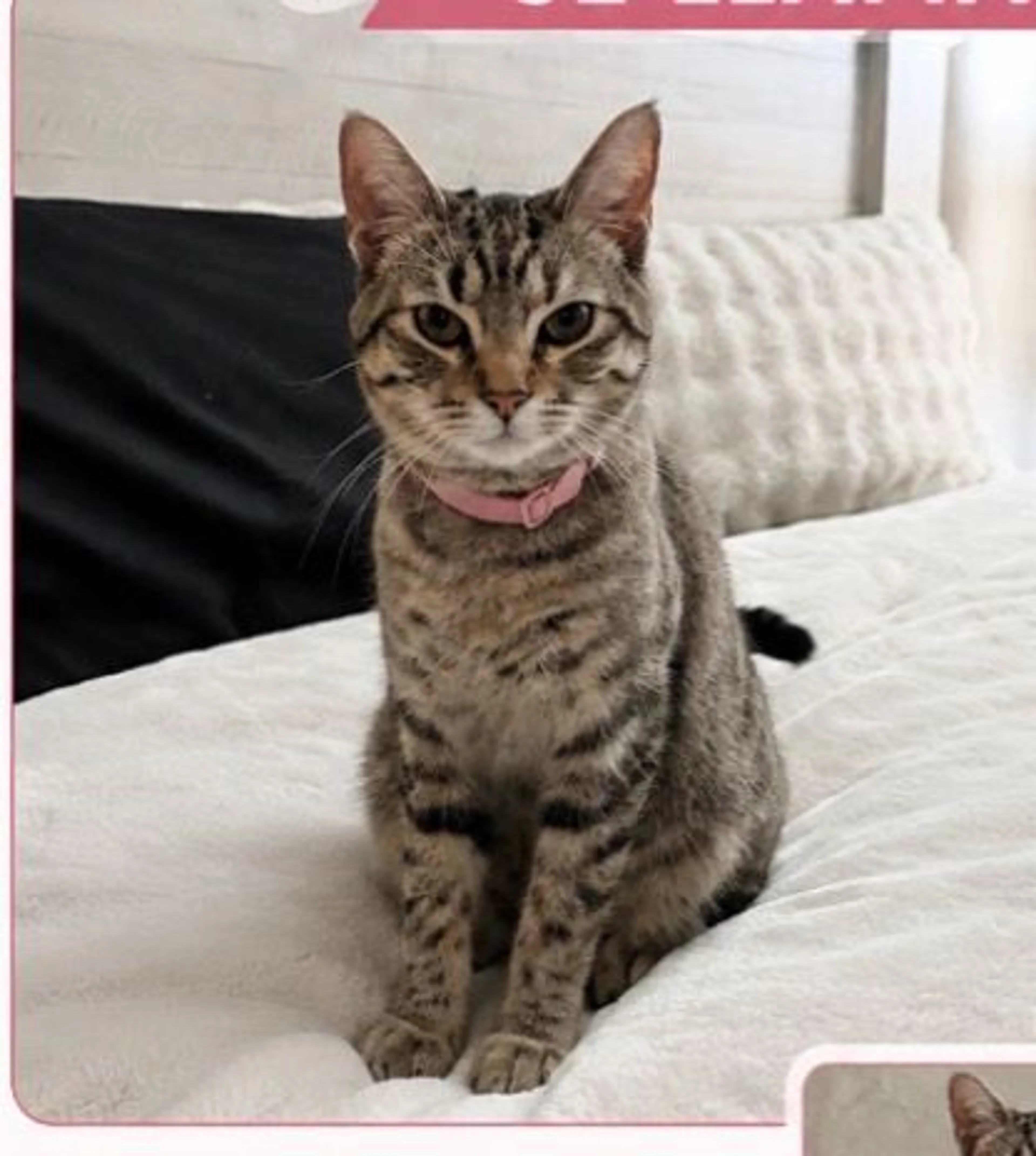 Lost pet-0