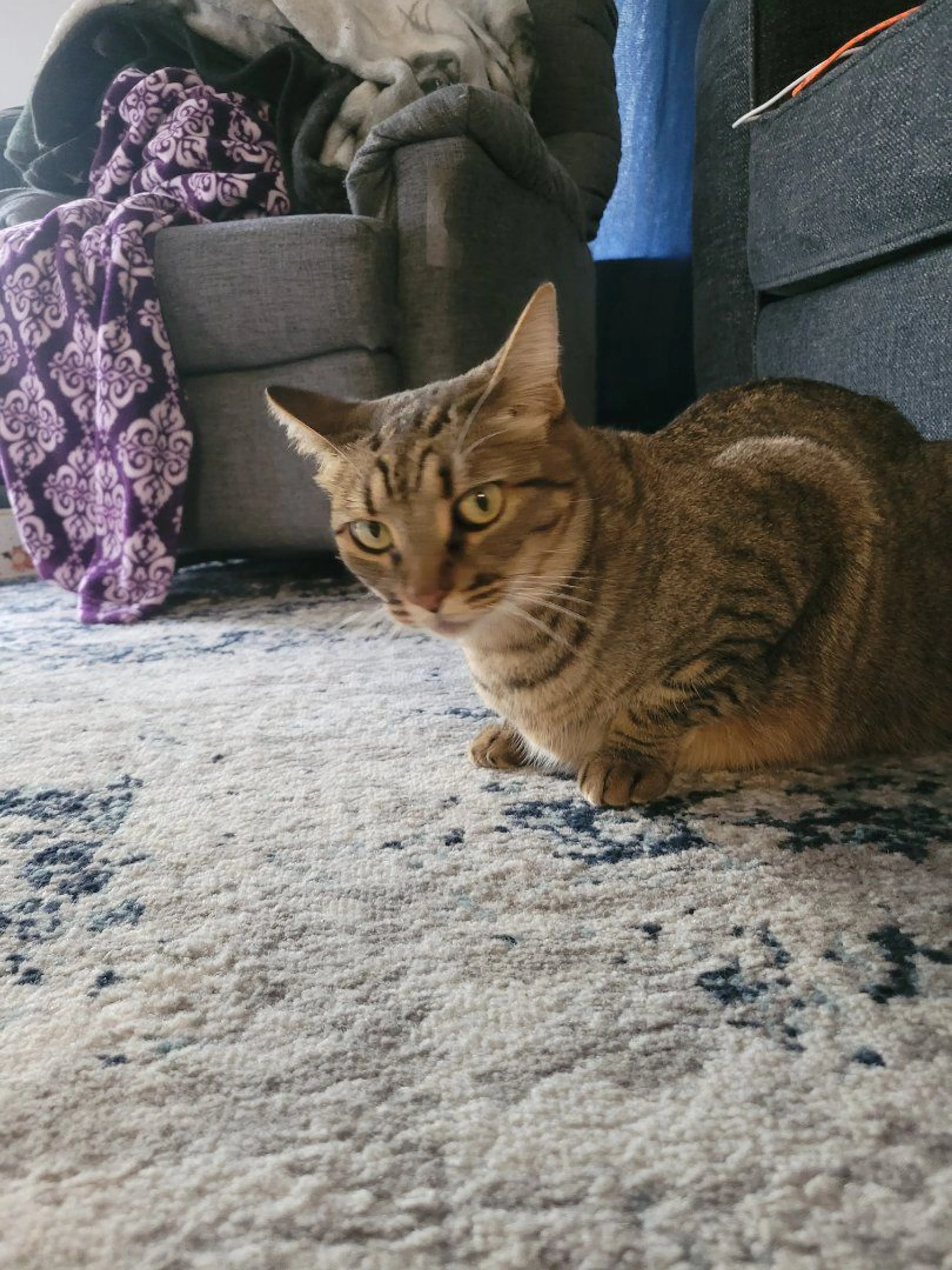 Lost pet